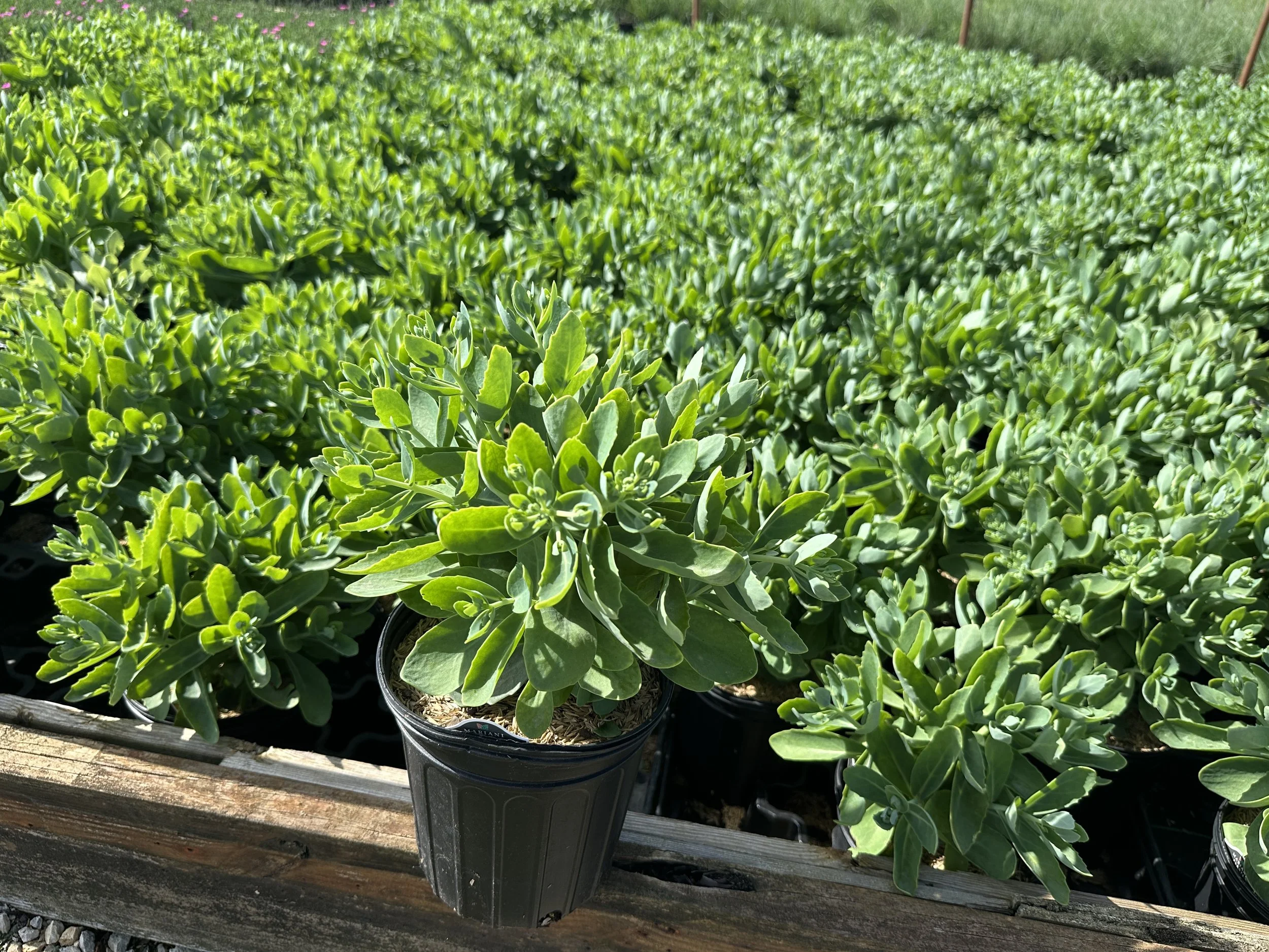 Sedum Autumn Joy.JPG