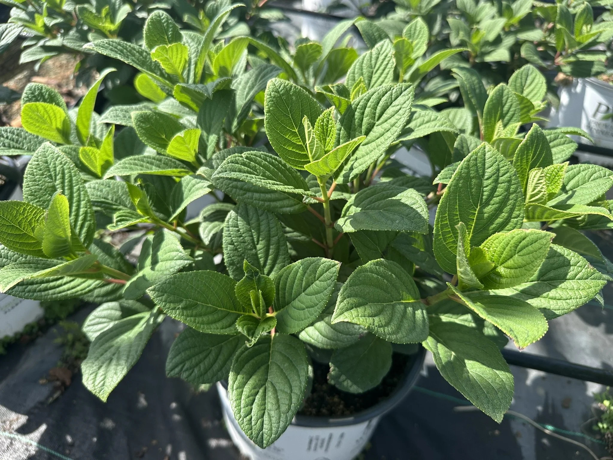 Hydrangea paniculata Little Quick Fire® 'SMHPLQF' PP25136