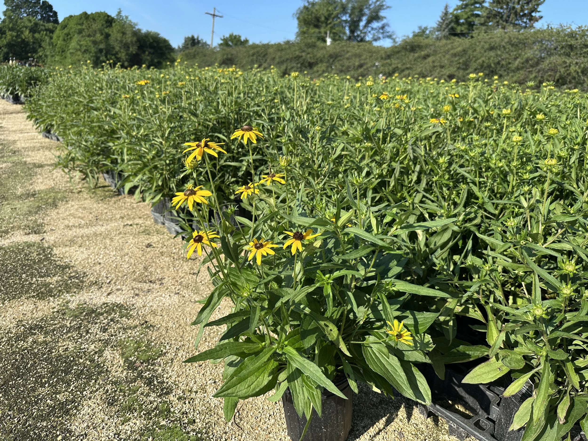 Rudbeckia fulgida 'Viette's Little Suzy'