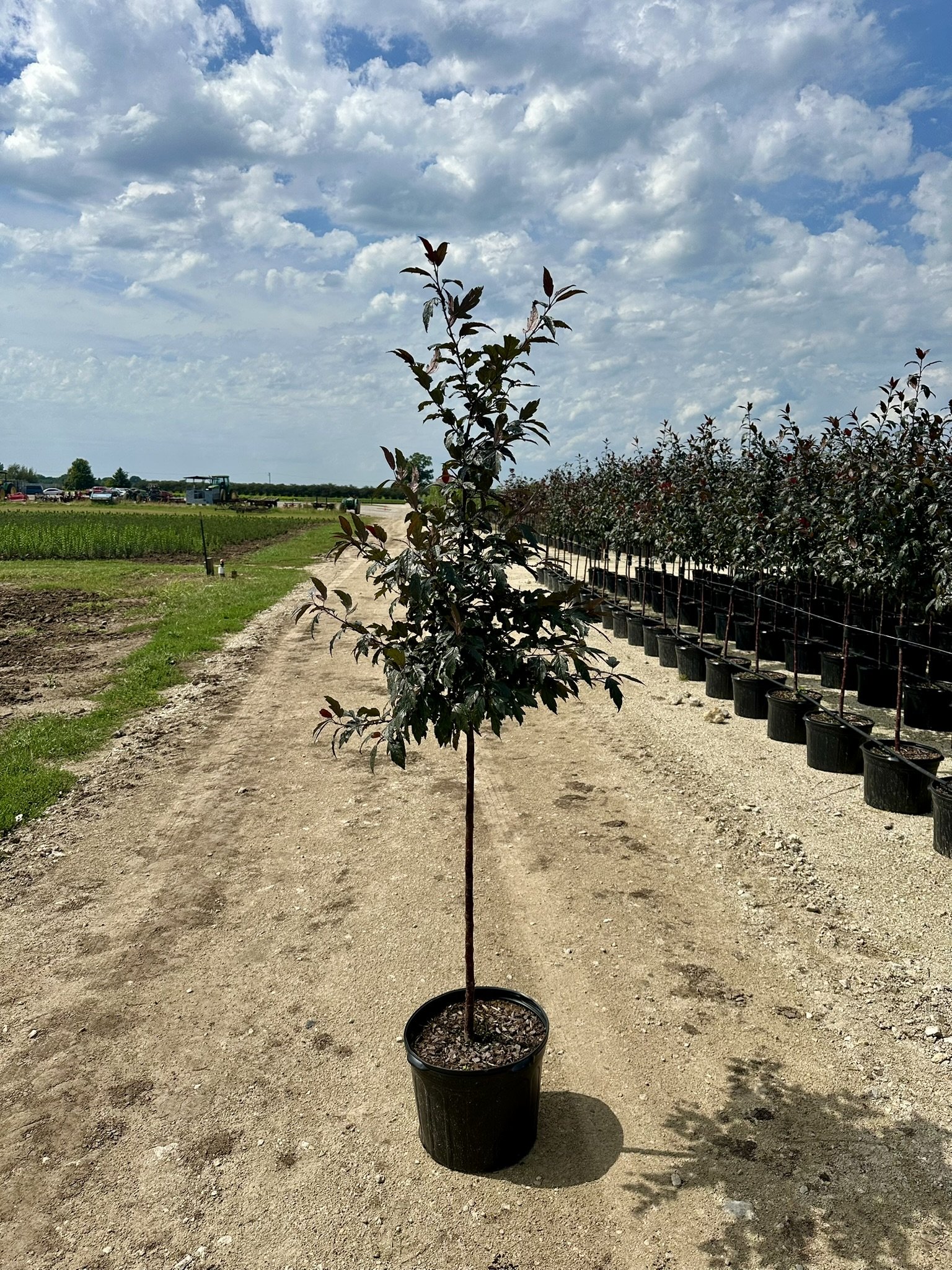 Malus Royal Raindrops® 'JFS-KW5'