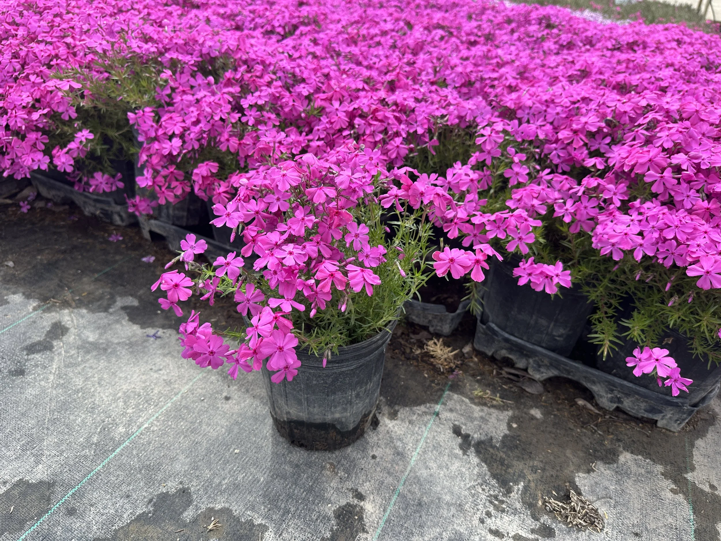 Phlox subulata 'Drummond's Pink'