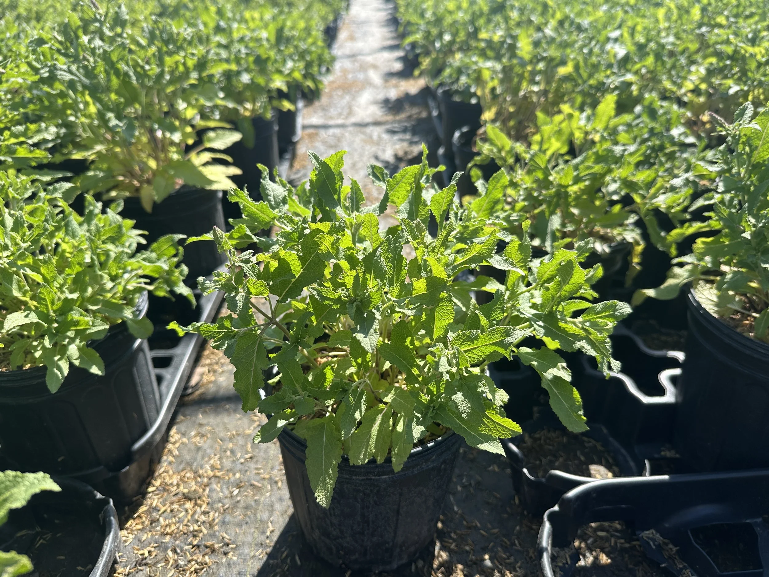 Salvia x sylvestris 'Blue Hill' ('Blauhugel')
