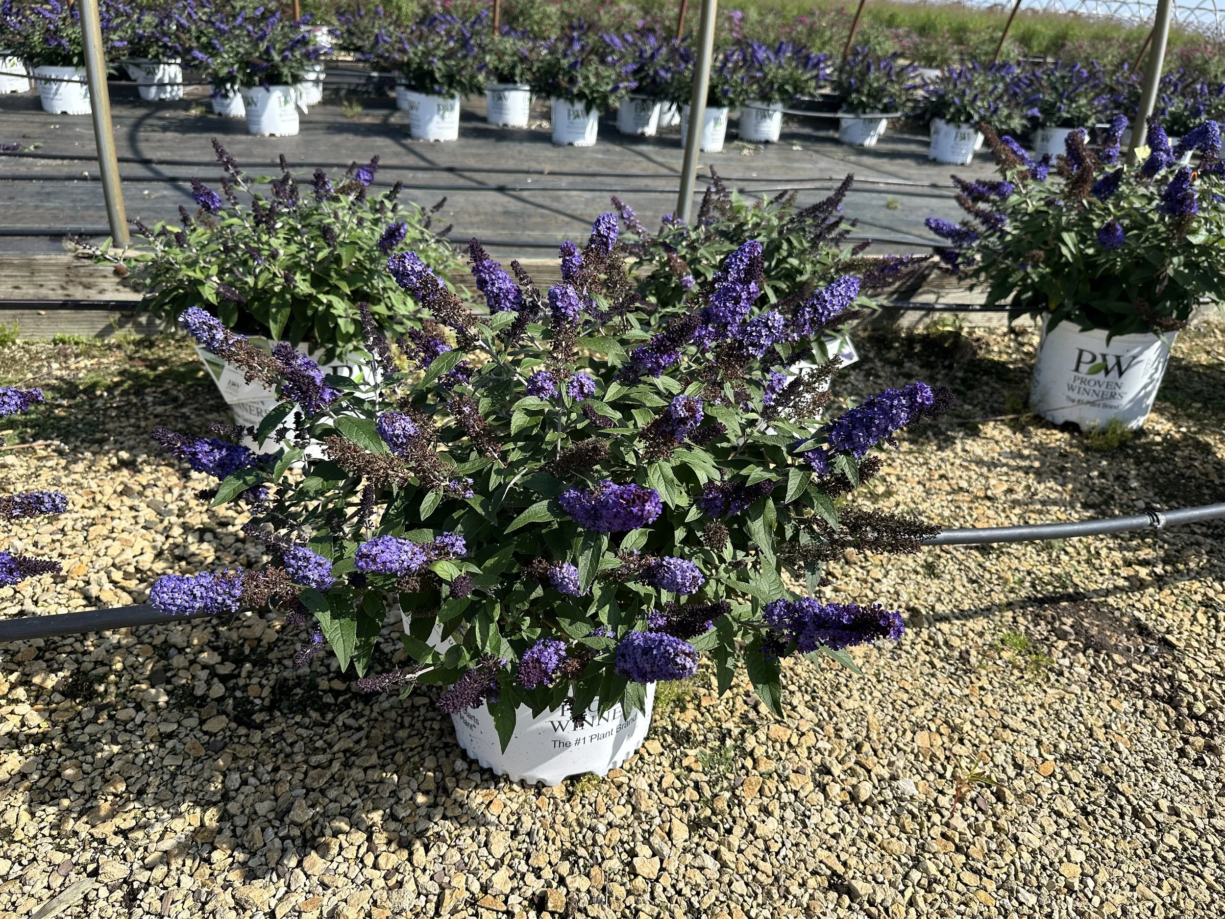Buddleia Pugster Blue.JPG