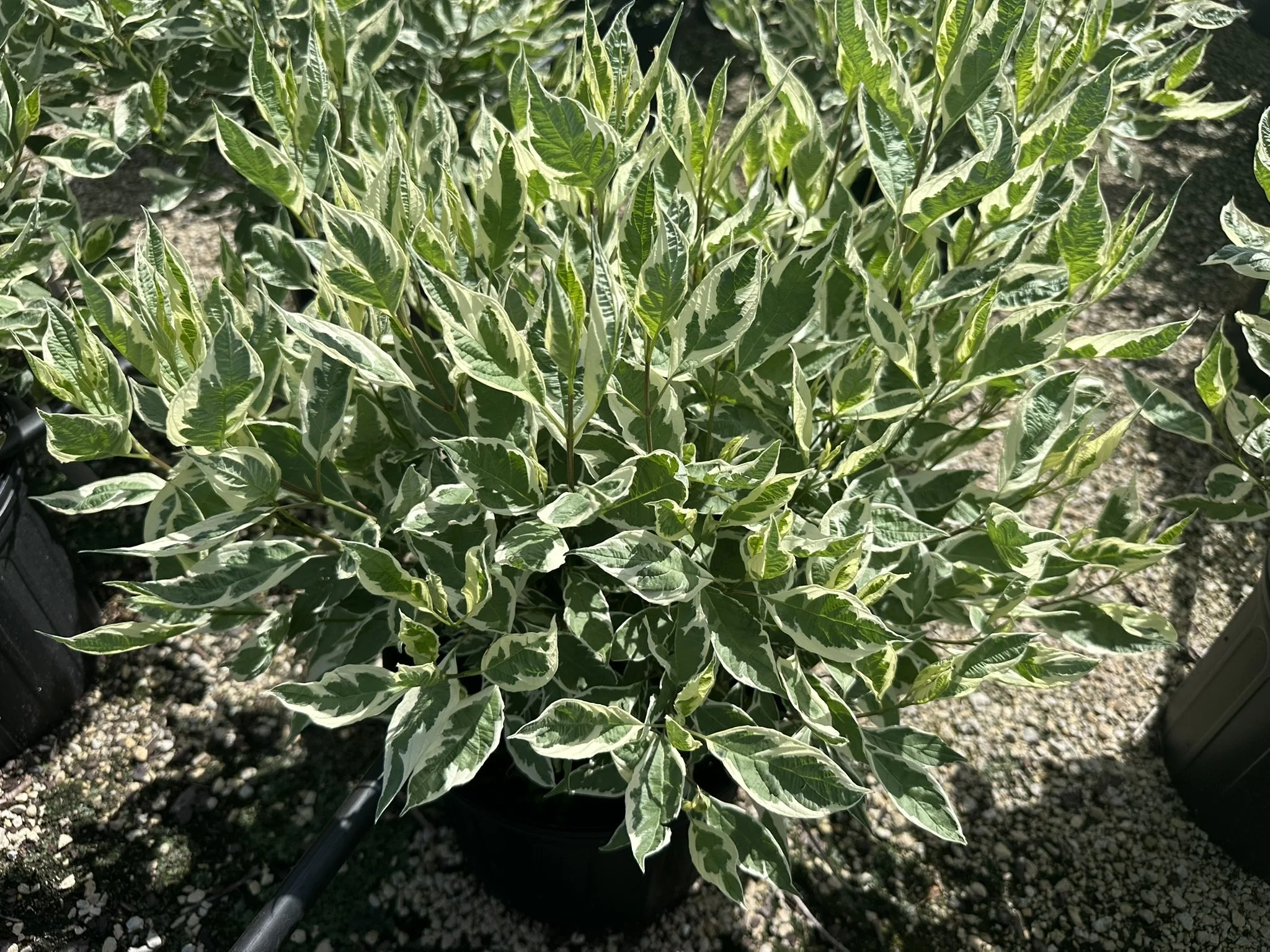 Cornus alba Ivory Halo® 'Bailhalo'