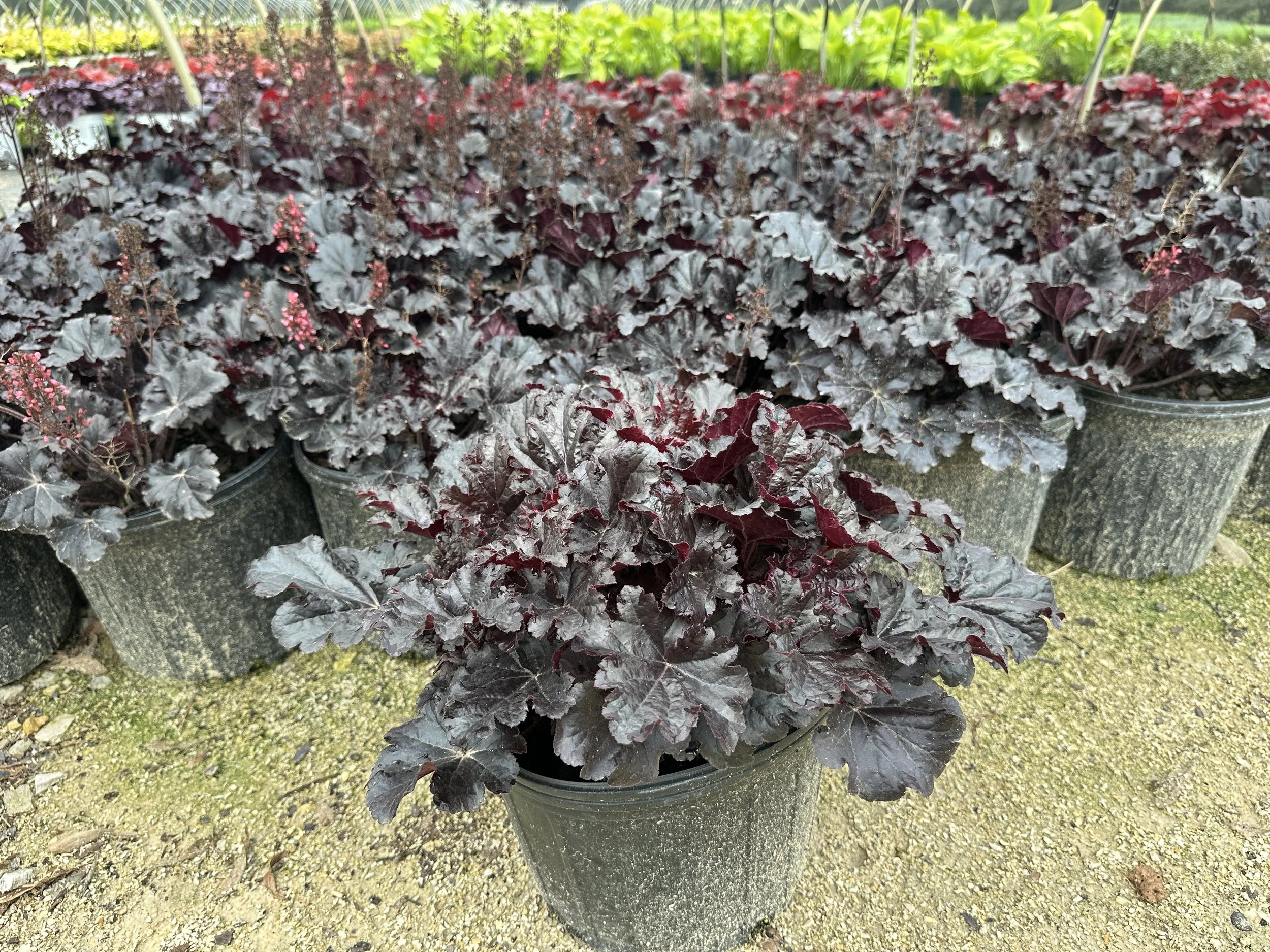 Heuchera 'Timeless Night' PP32134