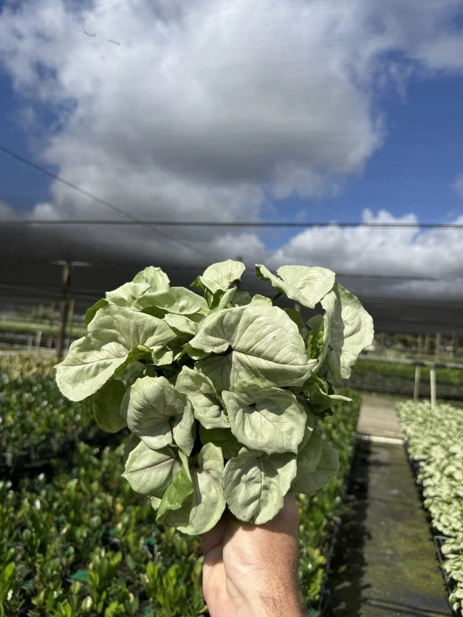 6IN Syngonium Space Dust.jpg