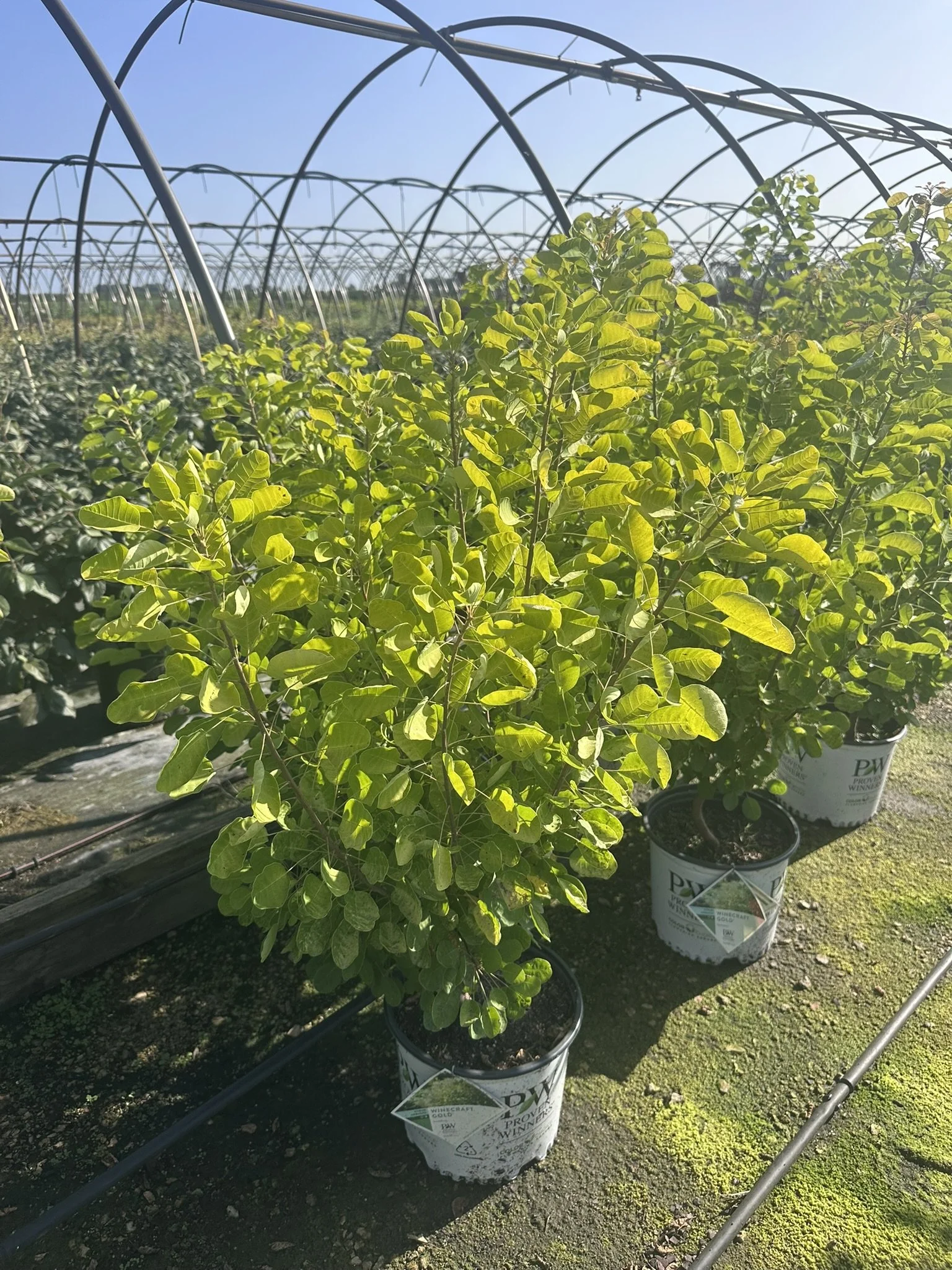 Cotinus coggygria Winecraft Gold® 'MINCOJAU3' PP30327