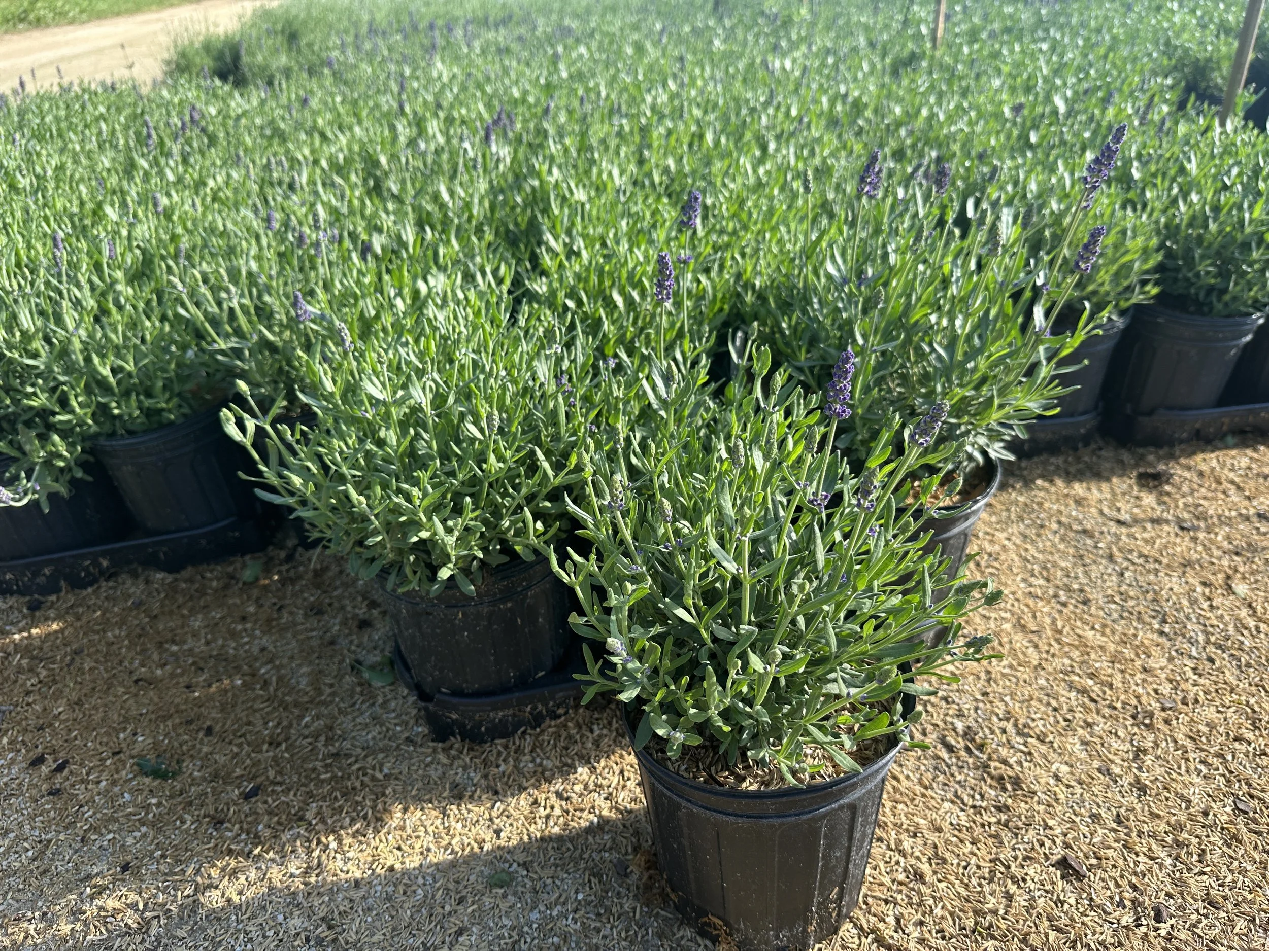 Lavandula Annet.JPG