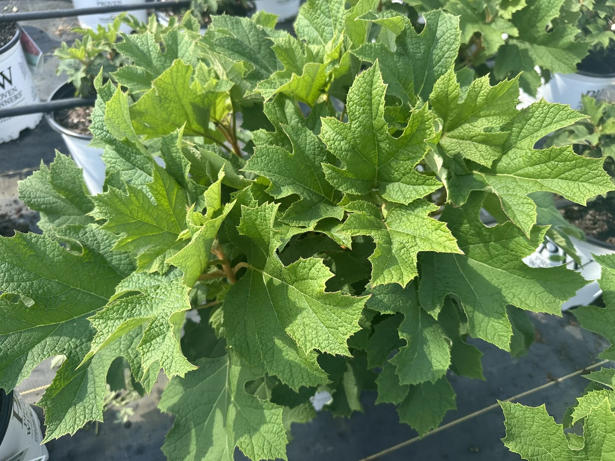 Hydrangea quercifolia Gatsby Glow Ball® 'NCHQ1' PPAF