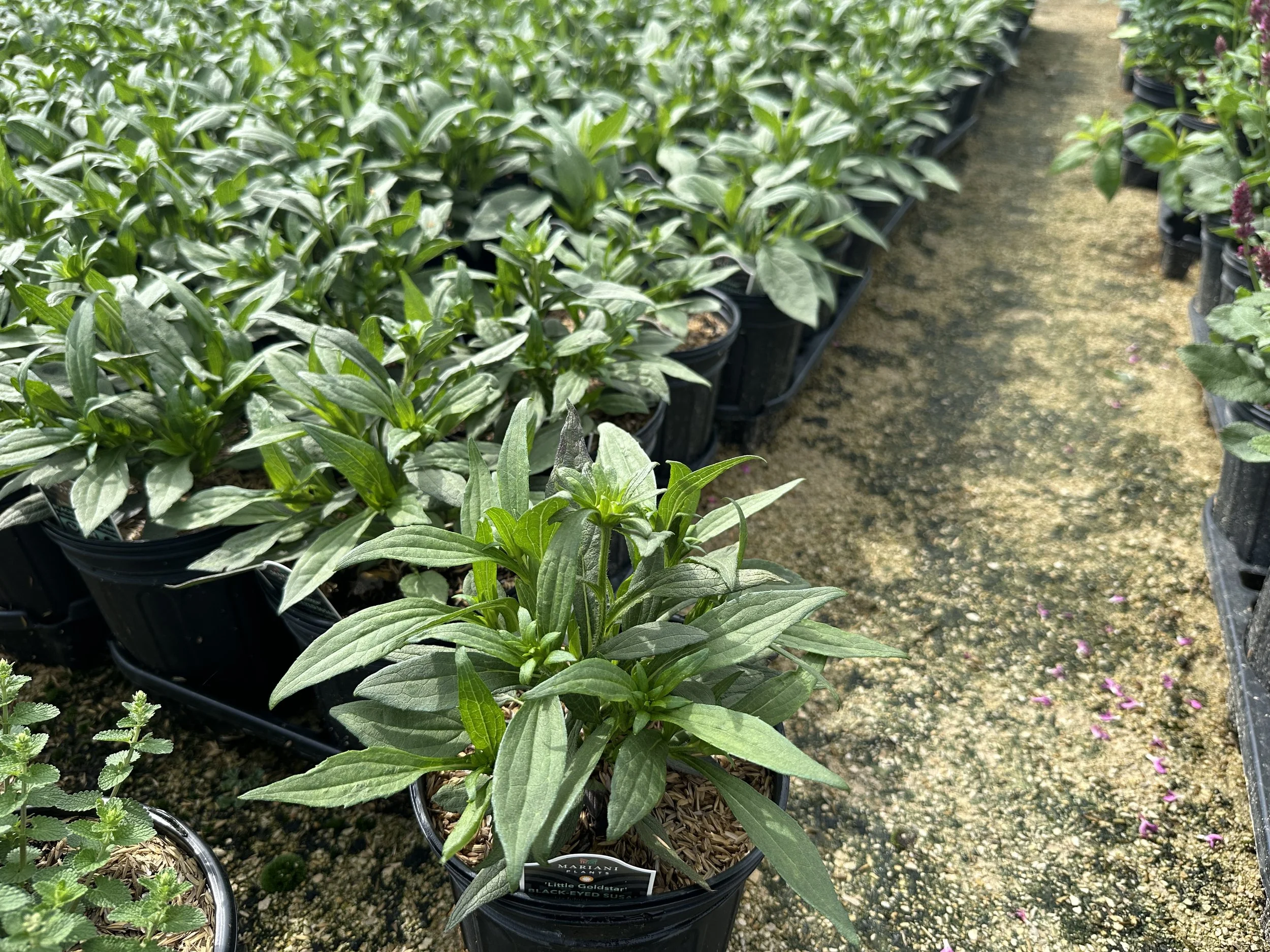 Rudbeckia Little Goldstar.JPG