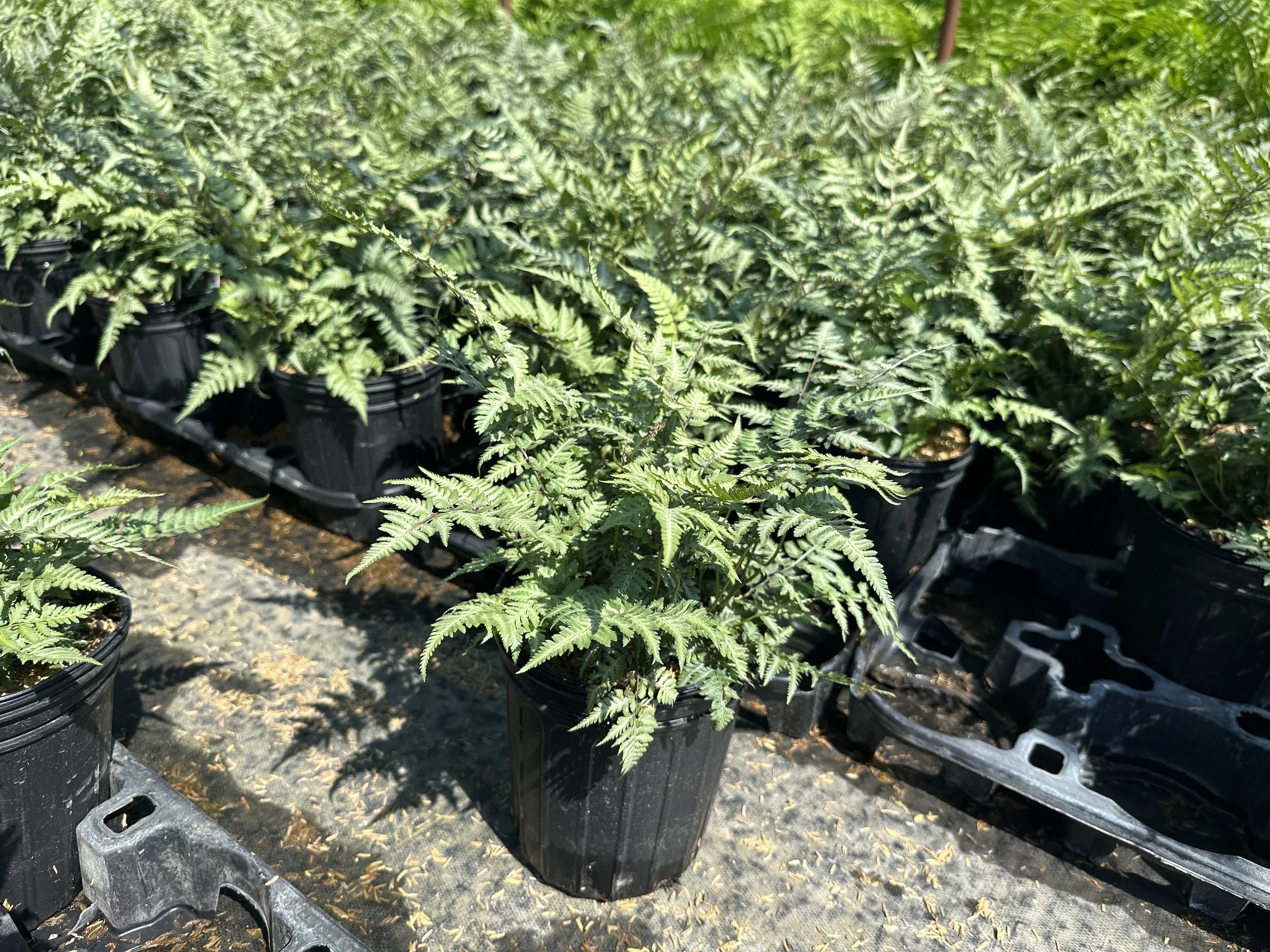 Athyrium niponicum 'Pictum'