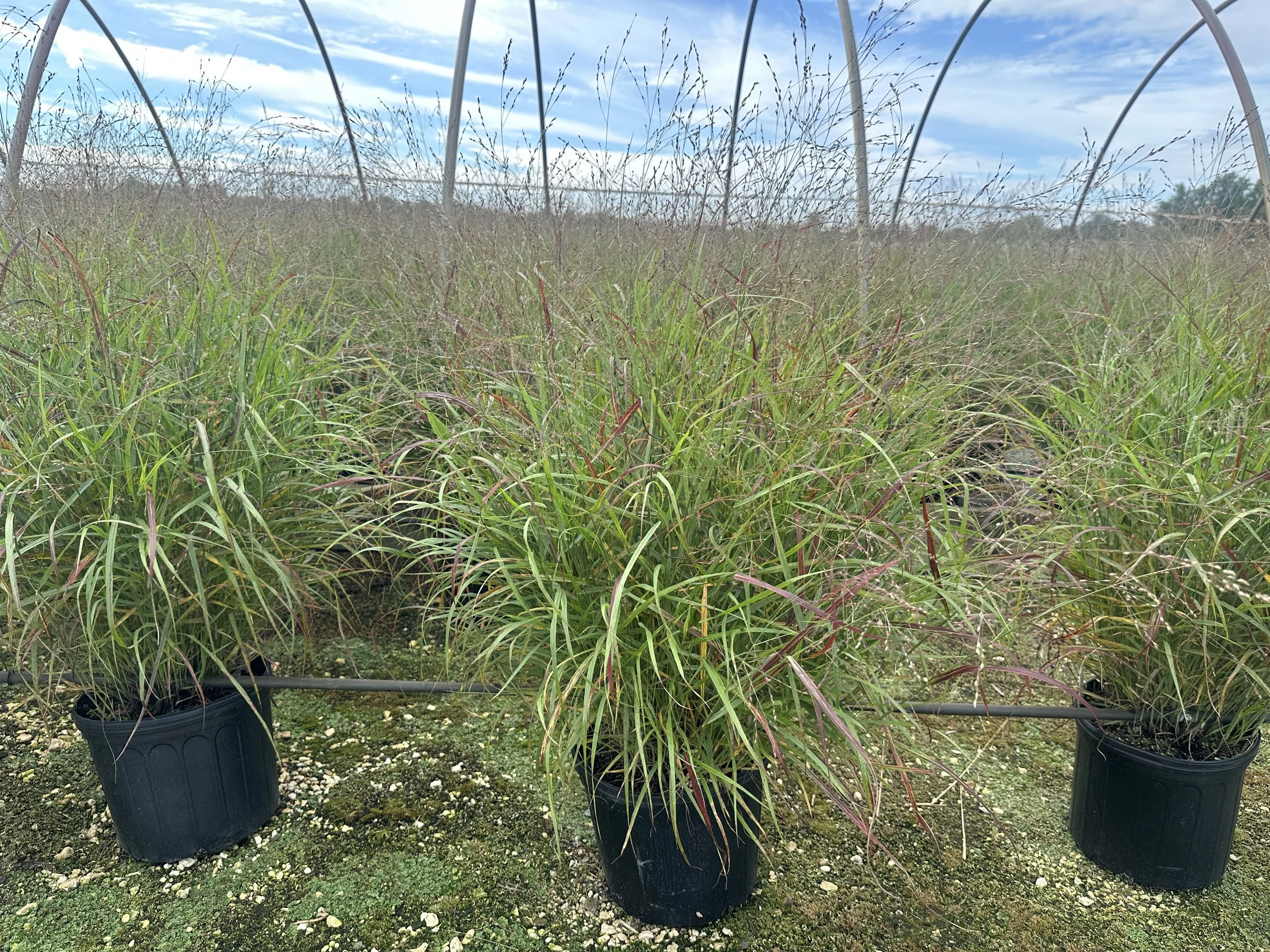 Panicum virgatum 'Shenandoah'