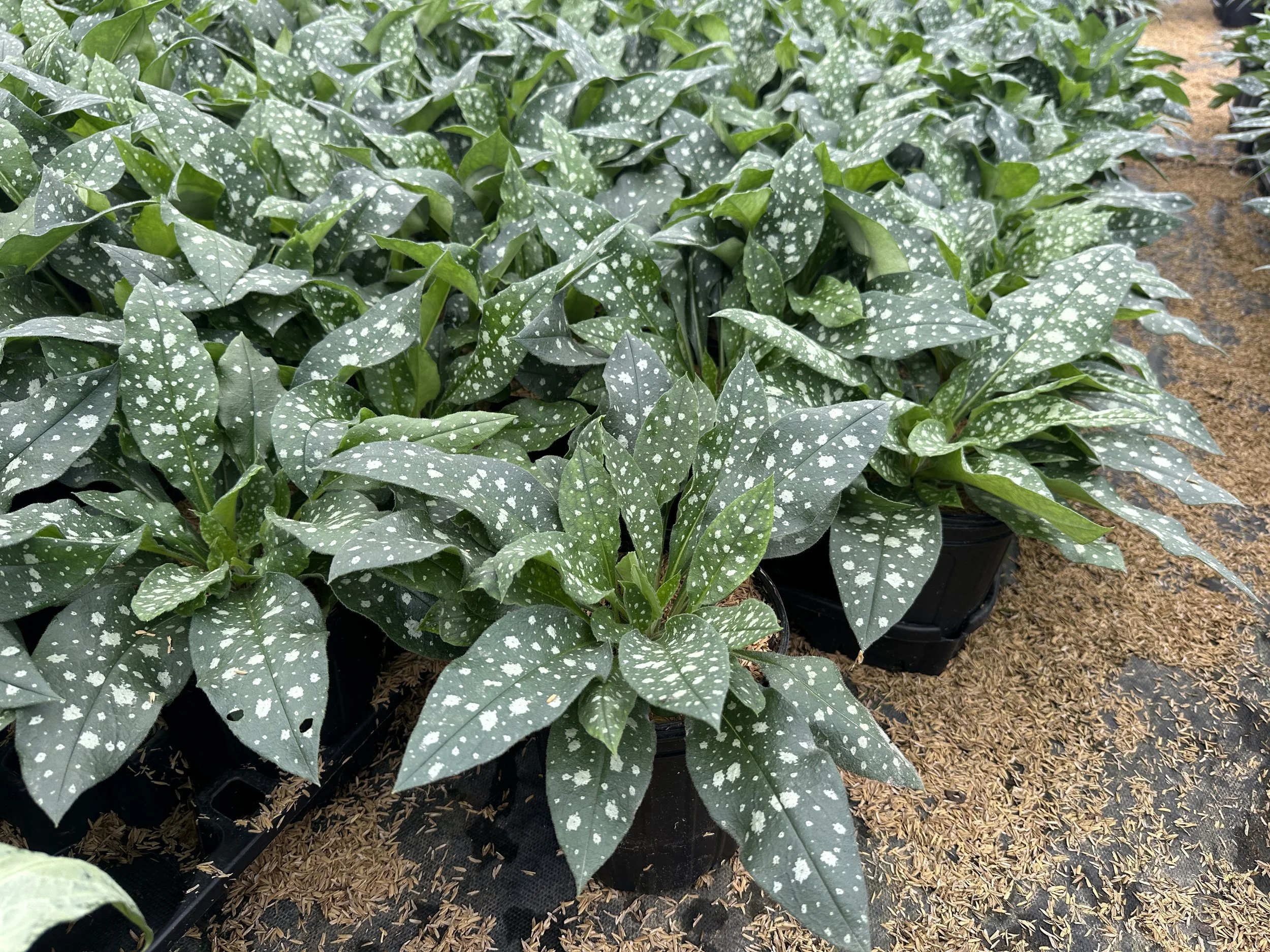 Pulmonaria 'Trevi Fountain' PP13047