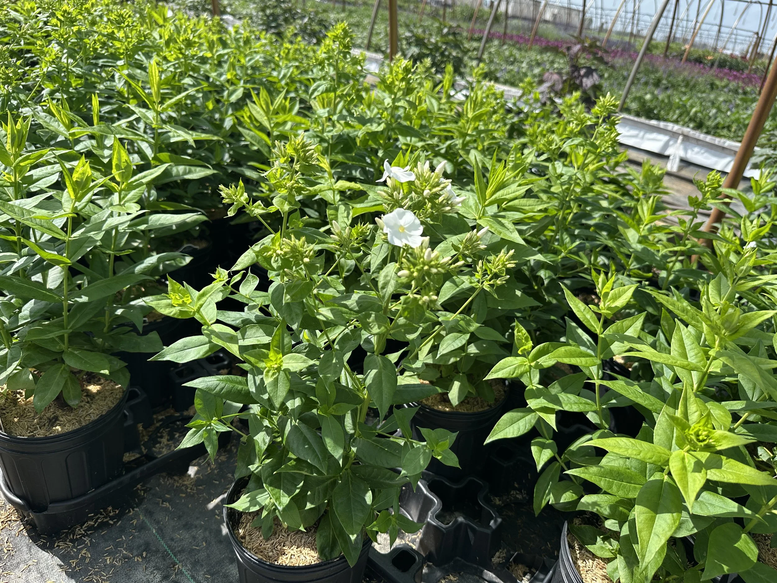 Phlox Flame Pro White.JPG