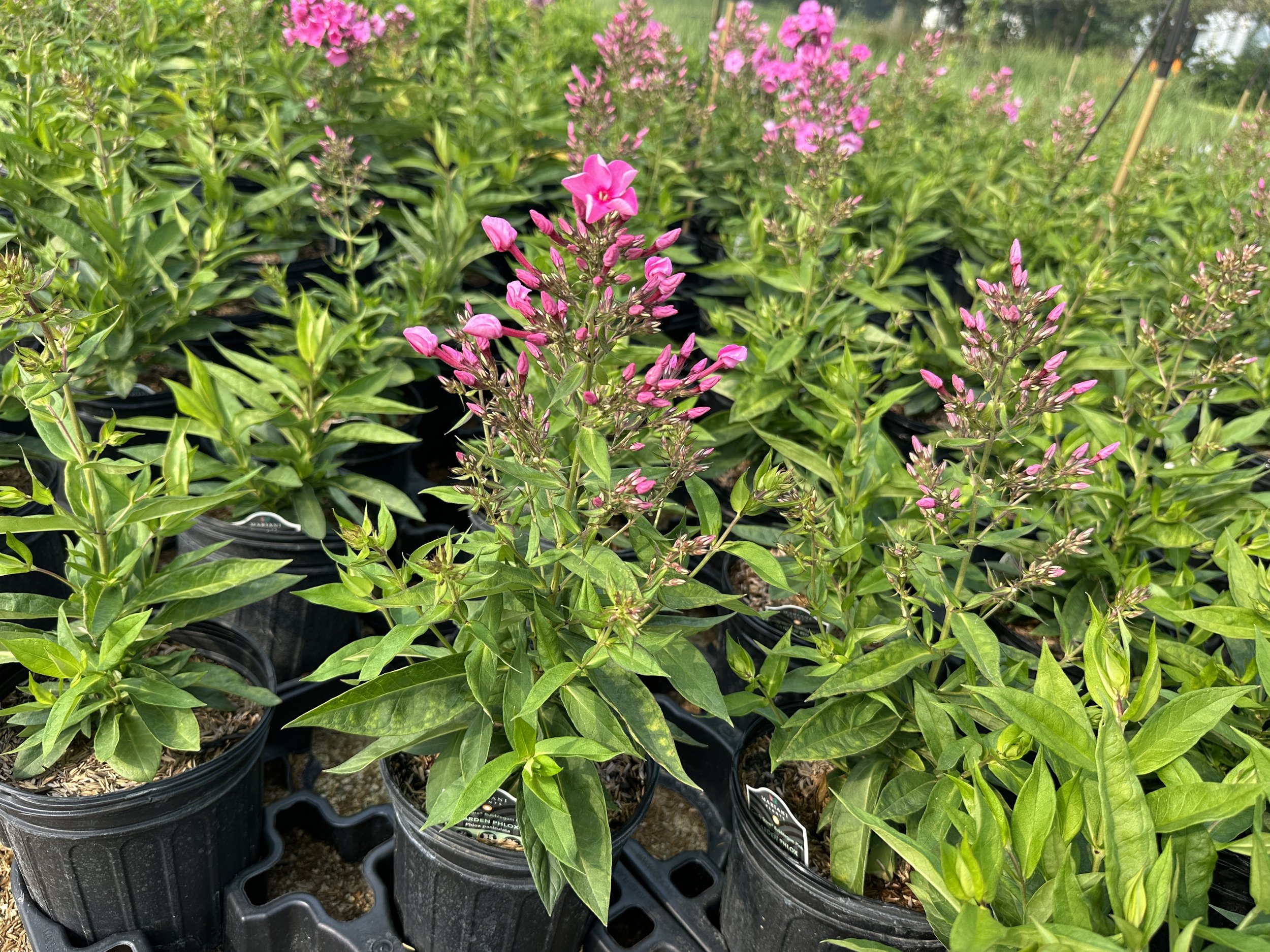 Phlox Bubblegum Pink.JPG
