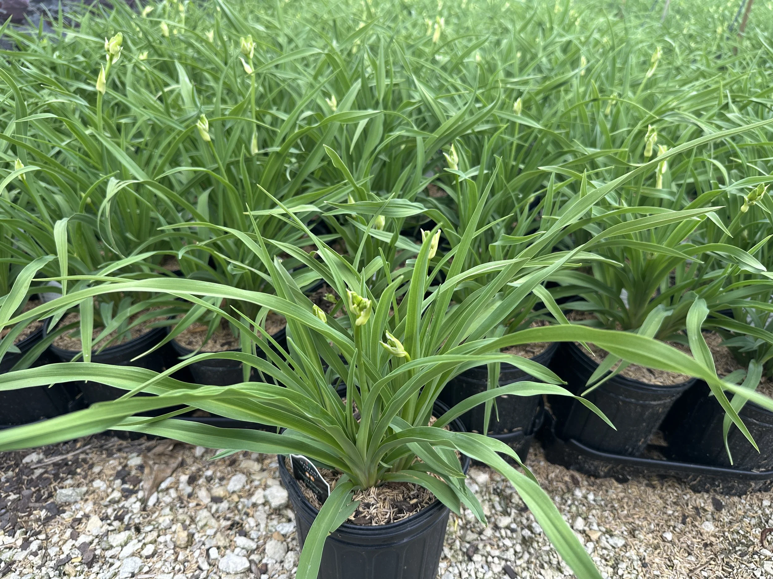 Hemerocallis Happy Returns.JPG