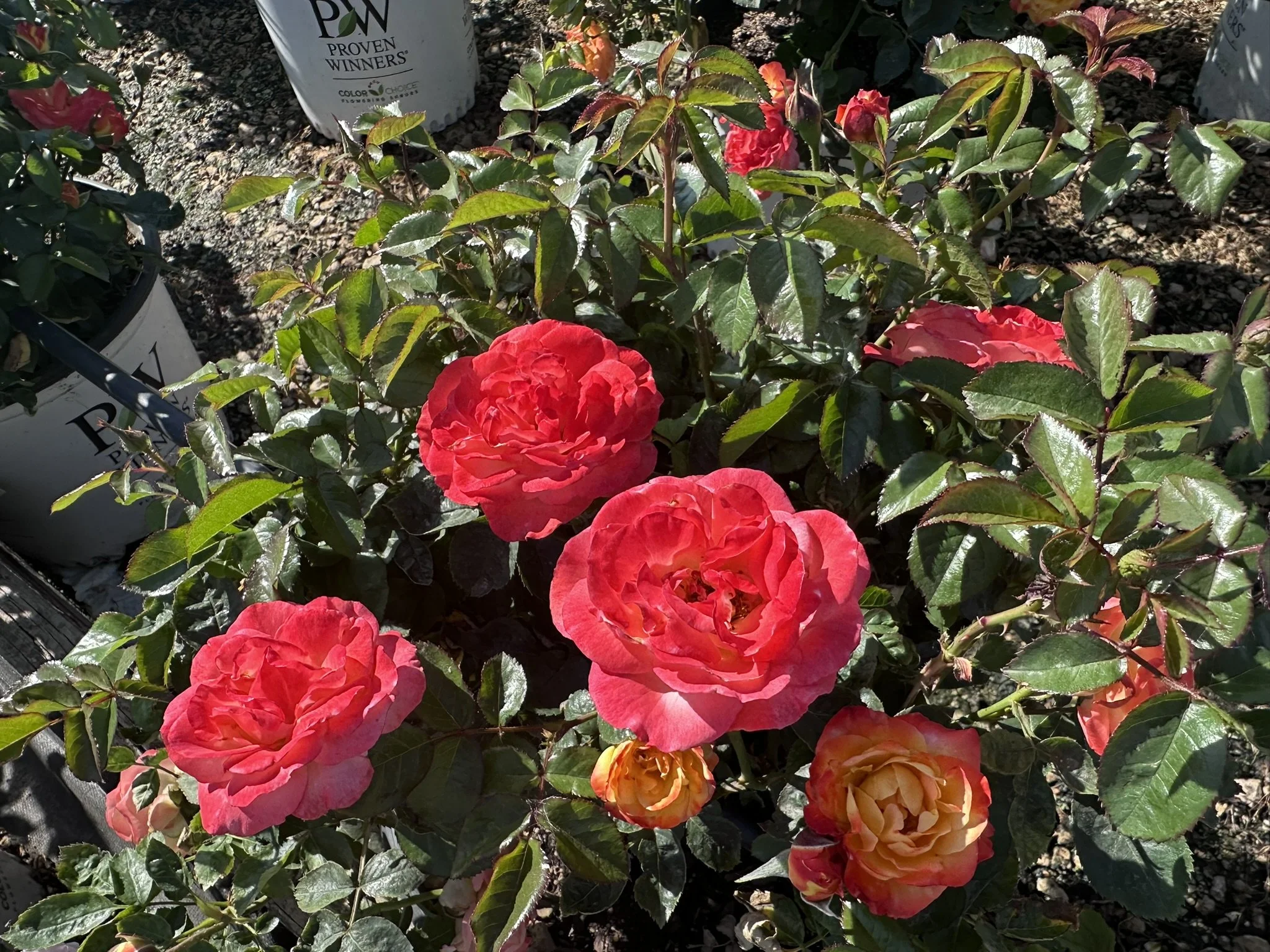 Rosa Oso Easy En Fuego® 'Chewizard' PPAF