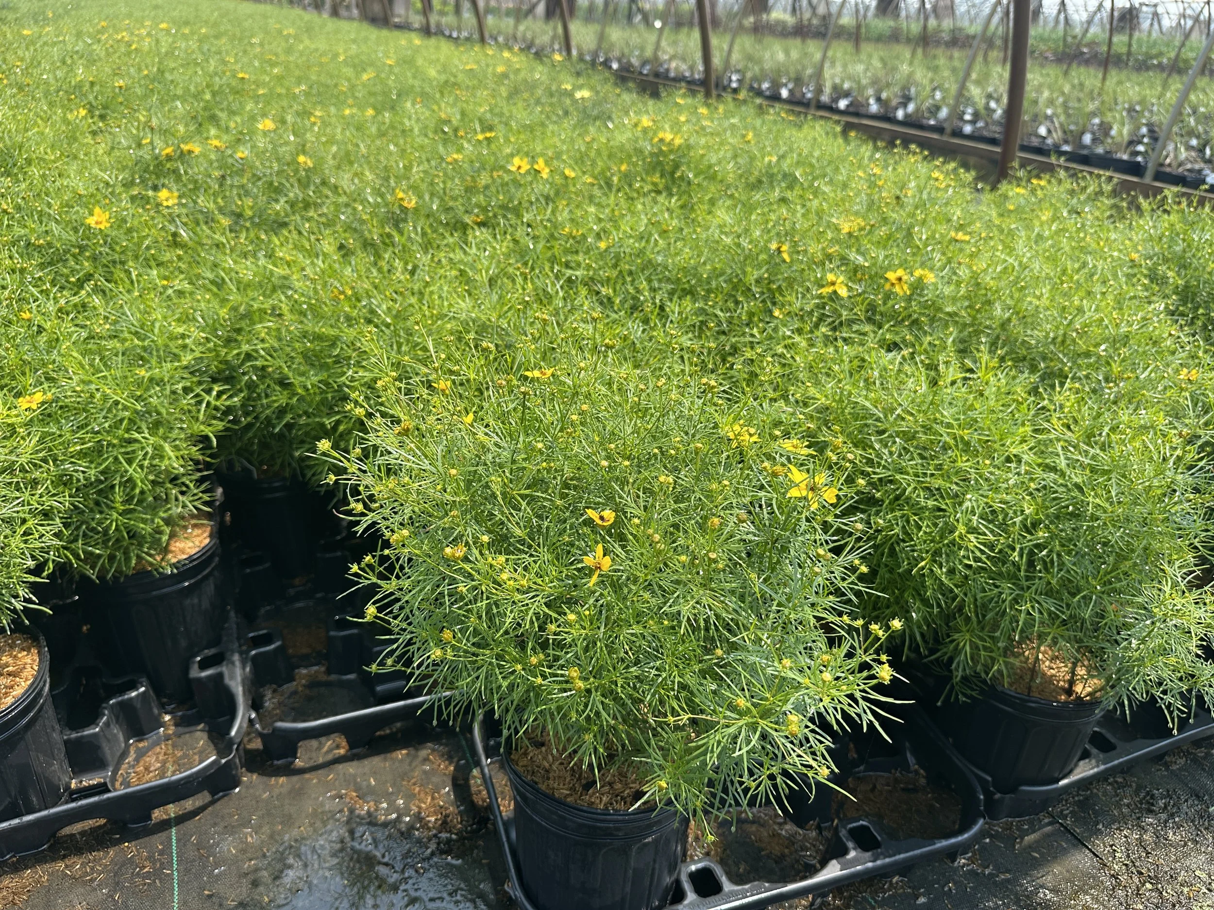Coreopsis verticillata 'Zagreb'