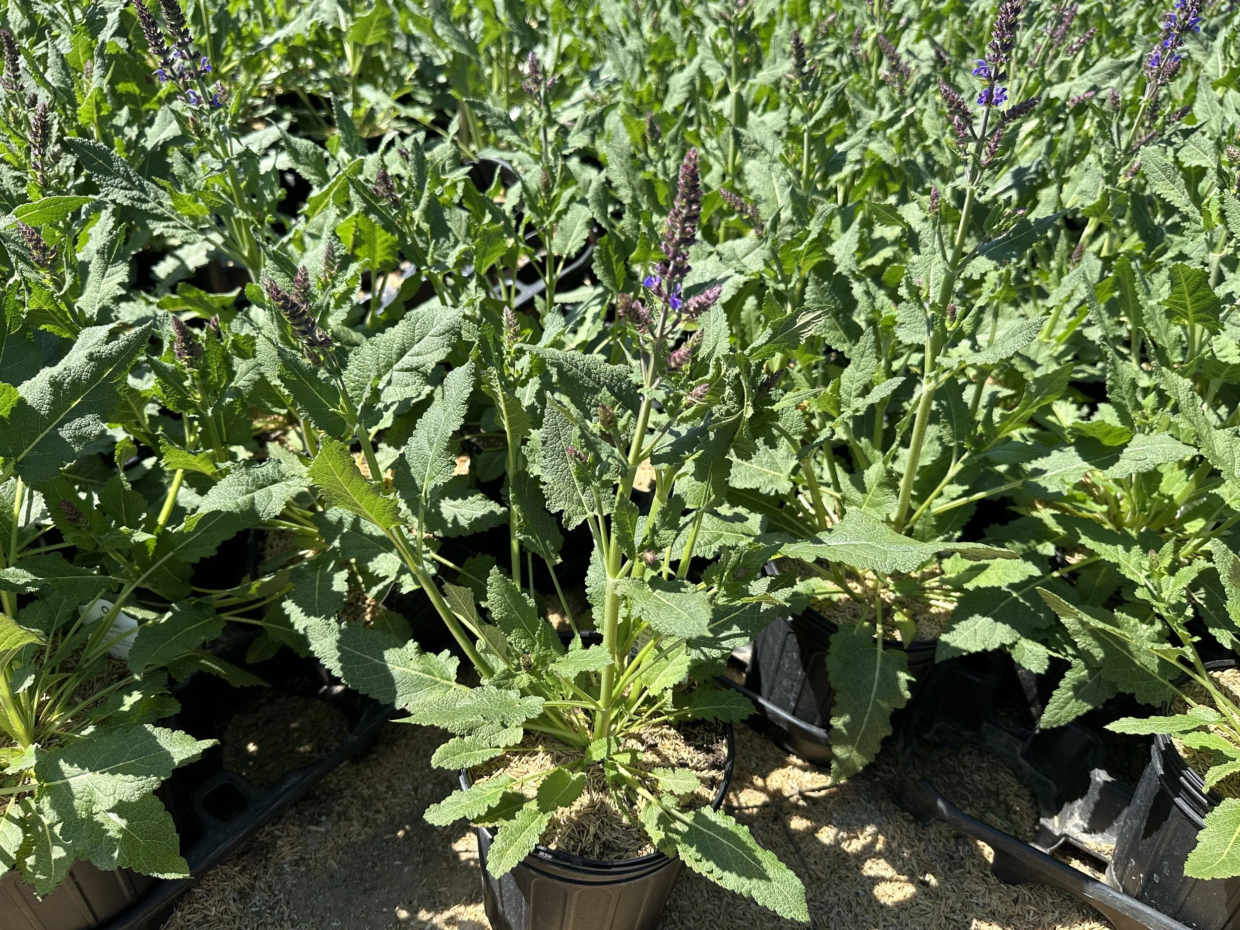 Salvia 'Blue By You' PP31033