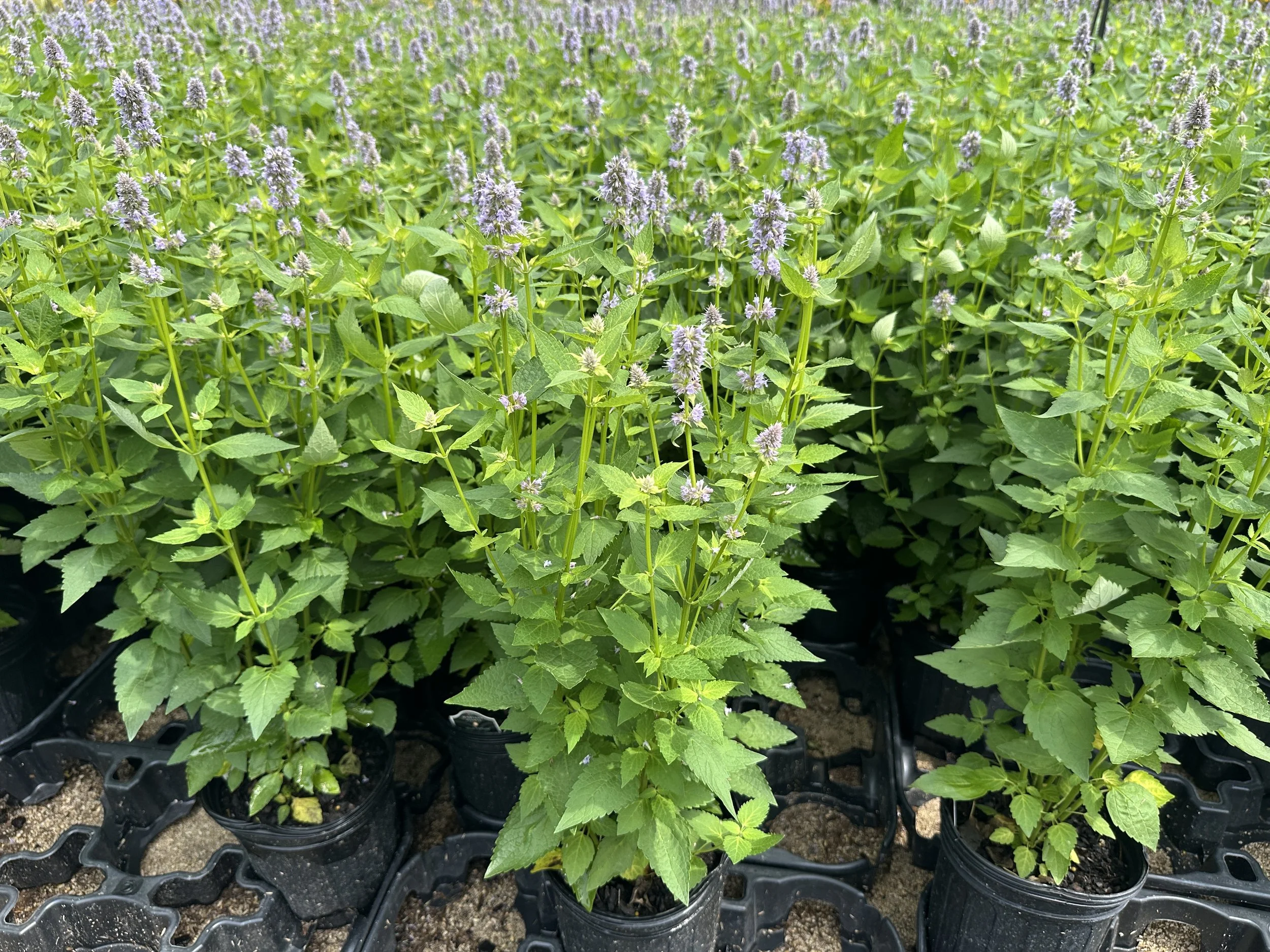 Agastache 'Blue Fortune'