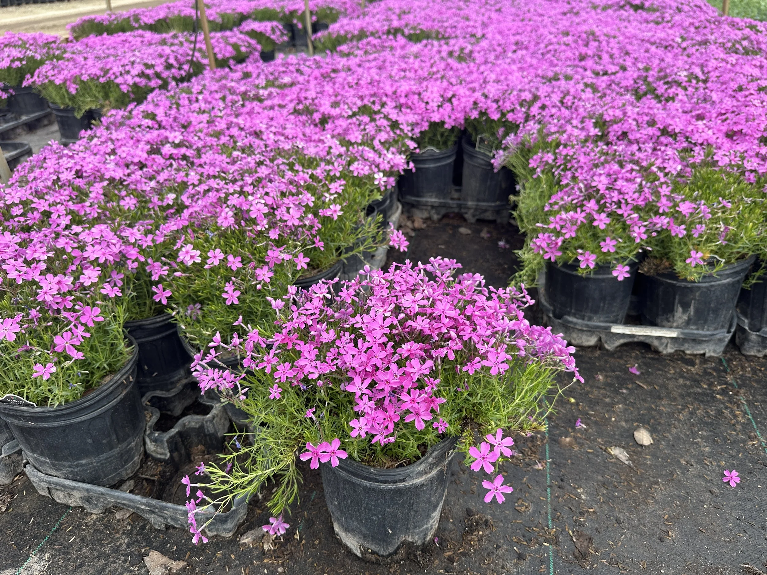 Phlox subulata 'Emerald Pink'