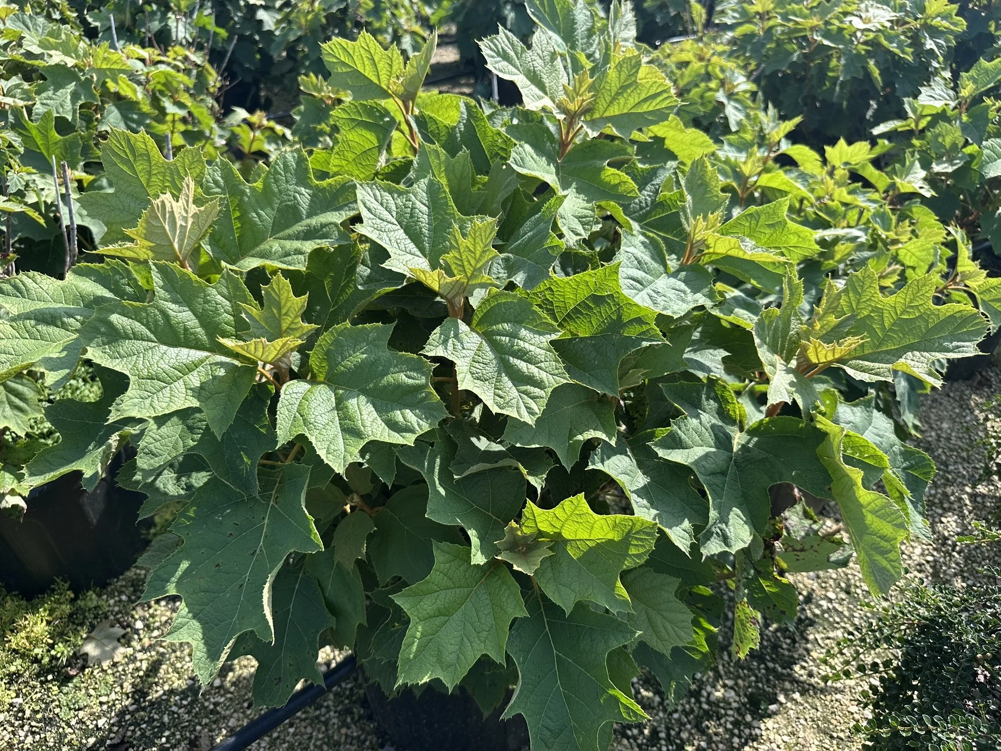 Hydrangea quercifolia 'Alice'