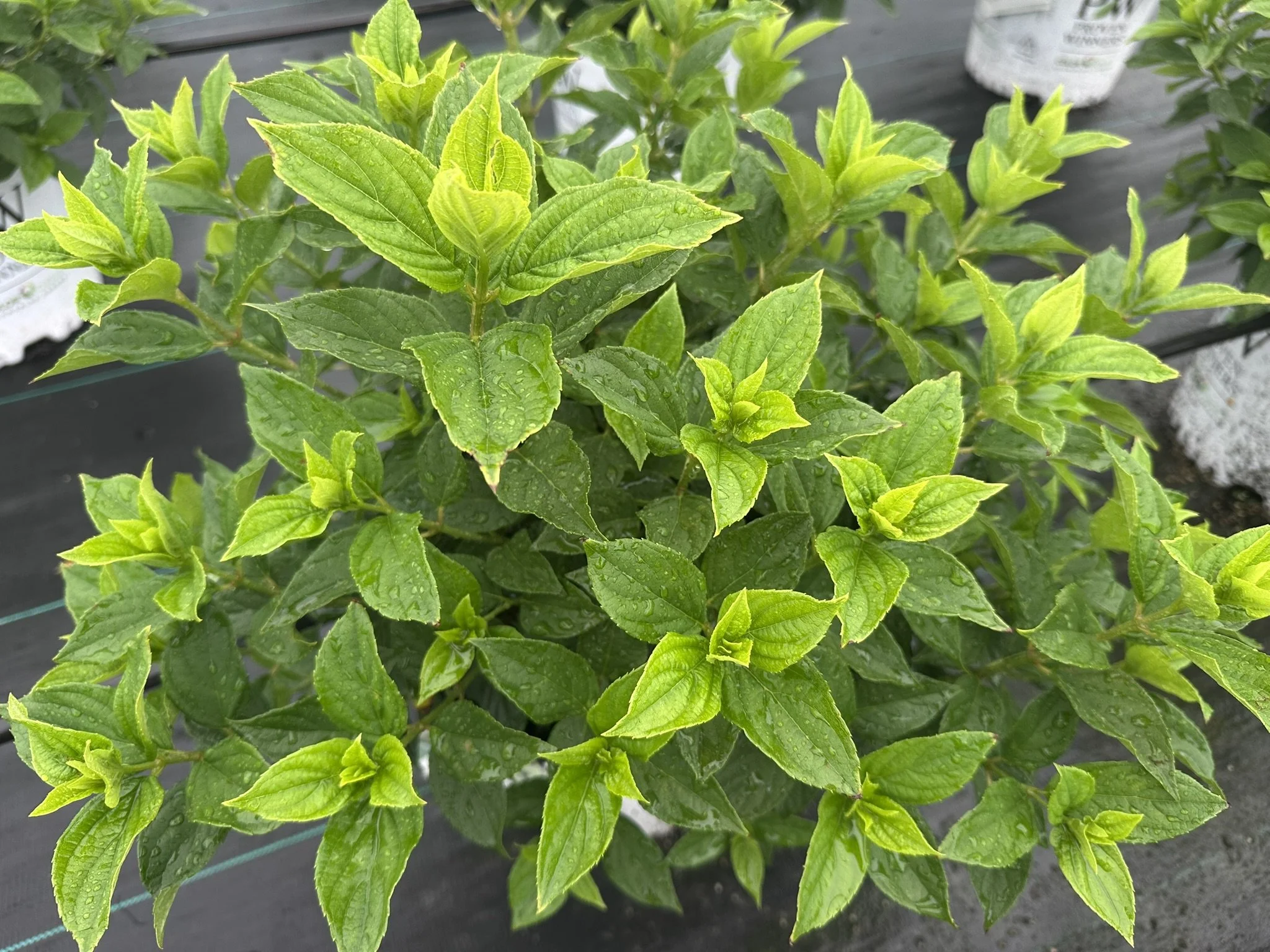 Hydrangea paniculata Little Lime® 'Jane' PP22330