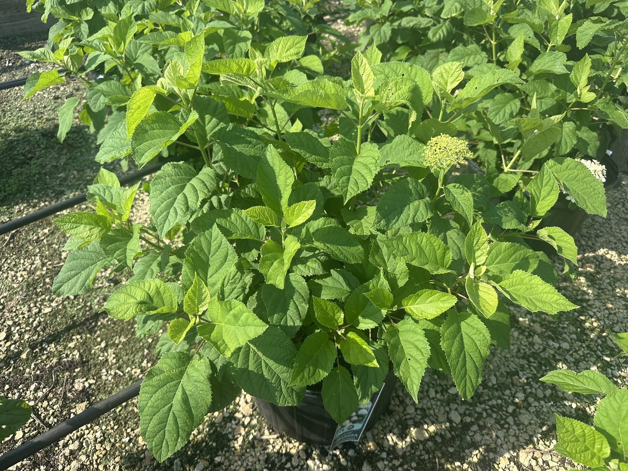 Hydrangea arborescens 'Annabelle'