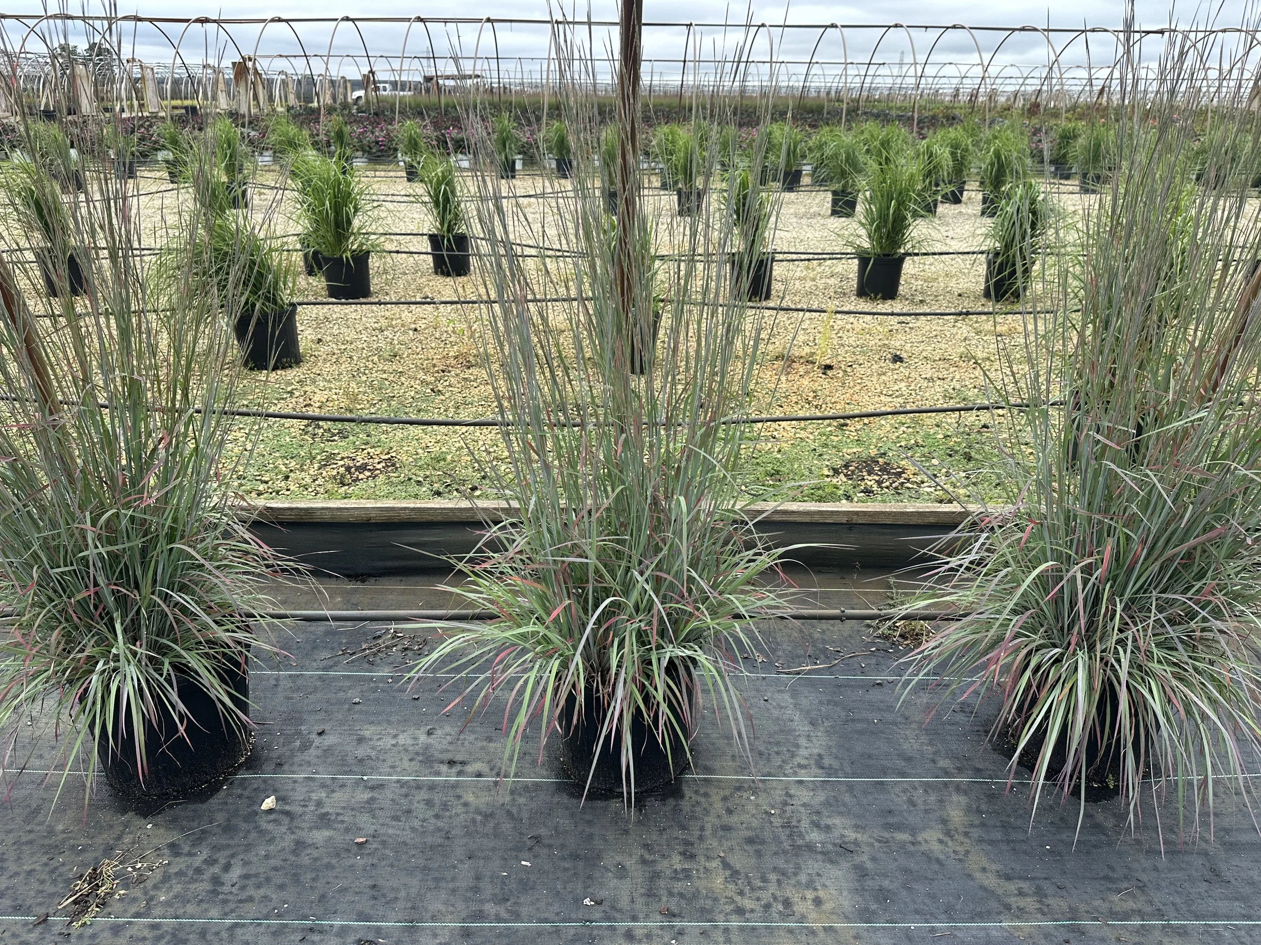 Schizachyrium Standing Ovation.JPG