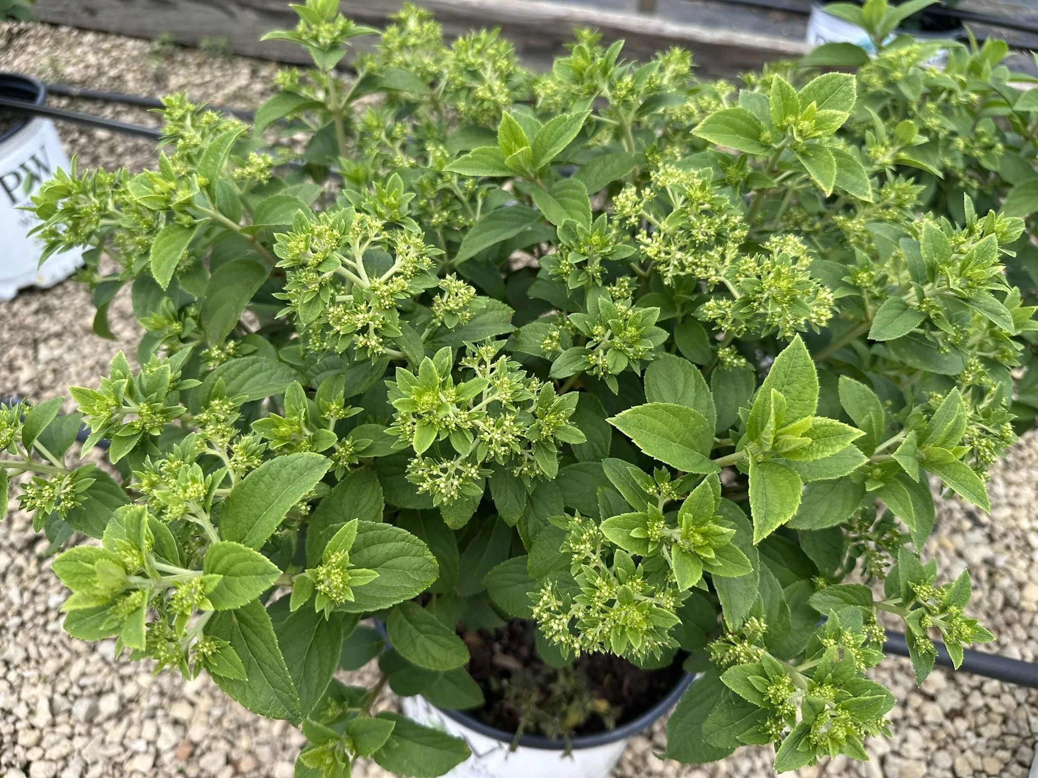 Hydrangea paniculata Bobo® 'ILVOBO' PP22782