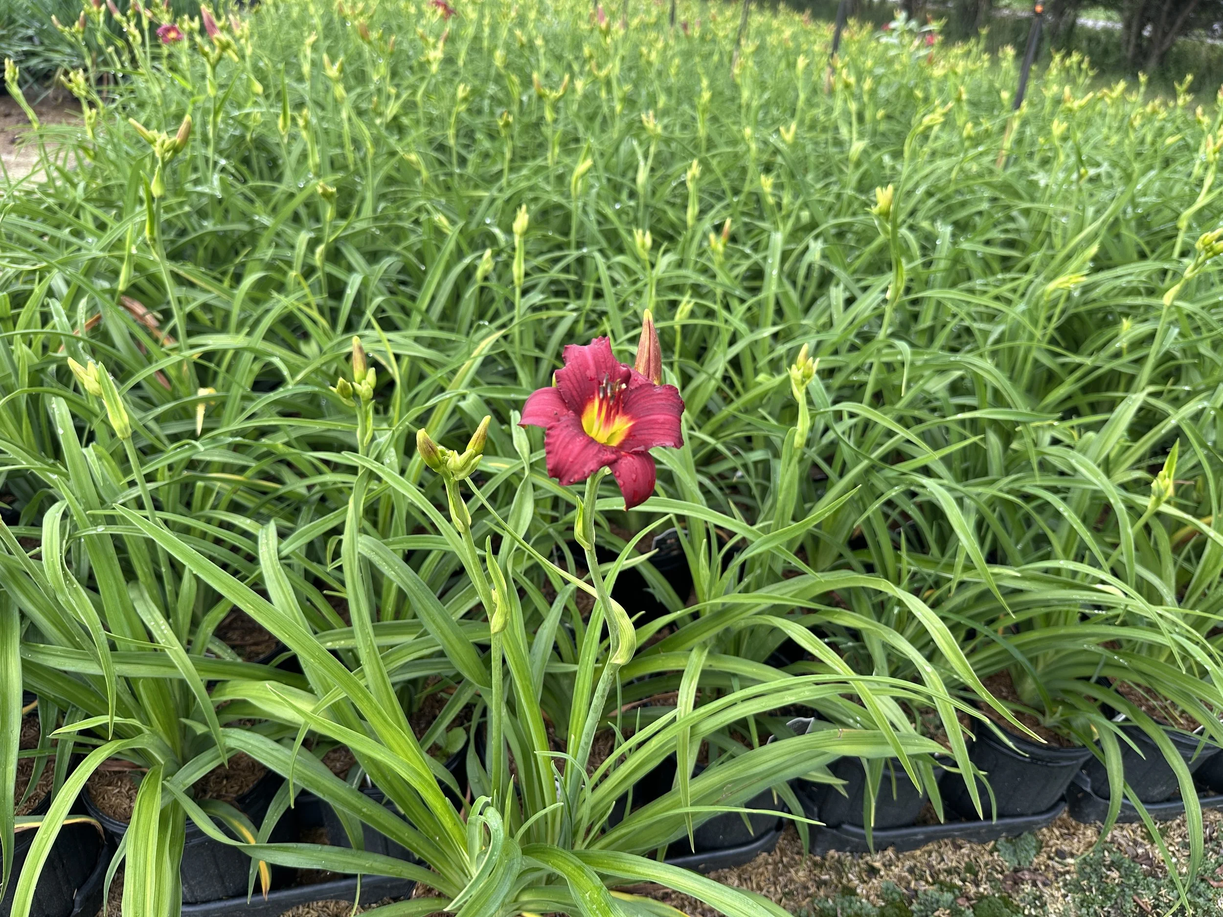 Hemerocallis 'Pardon Me'