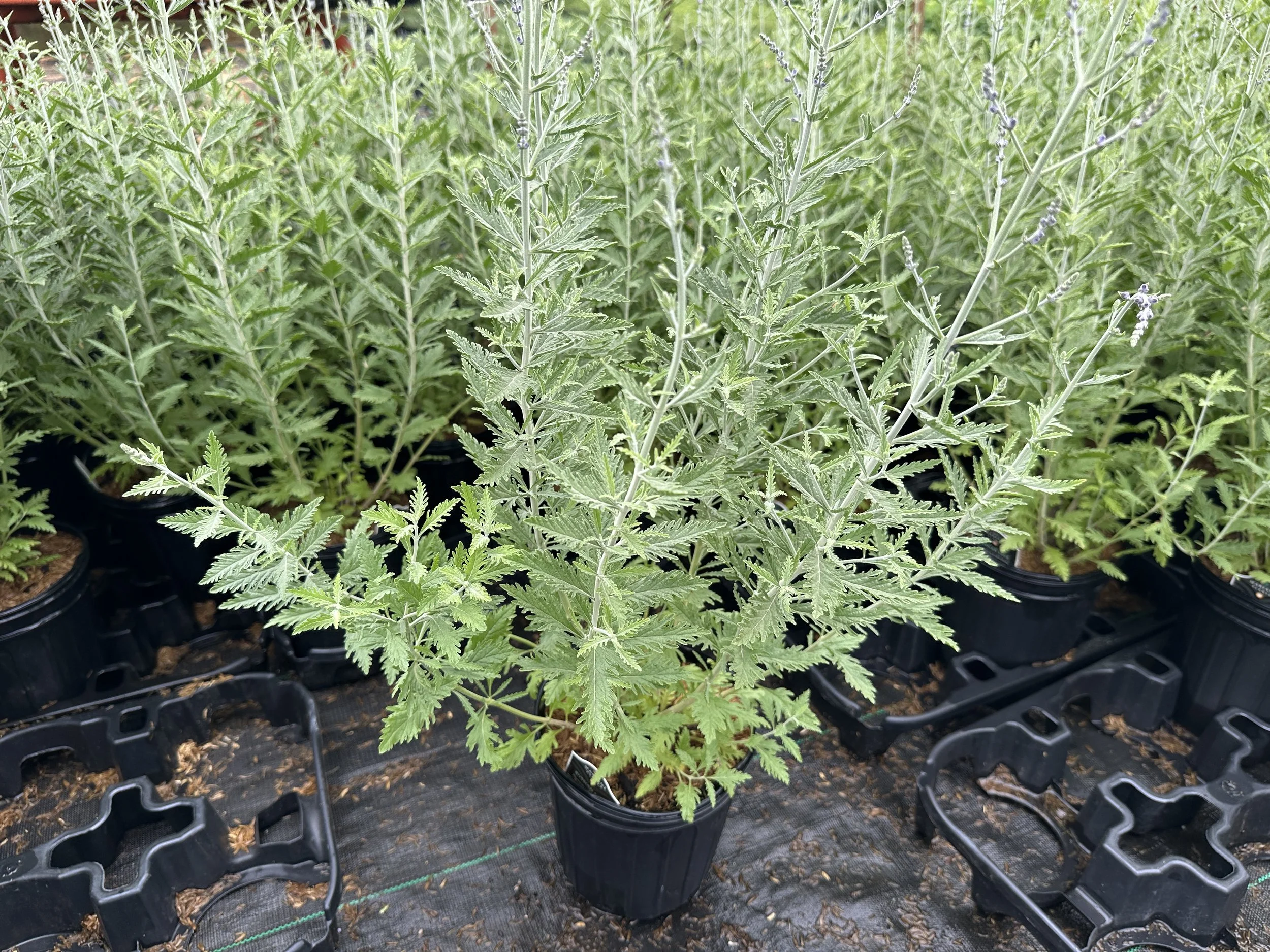 Perovskia atriplicifolia