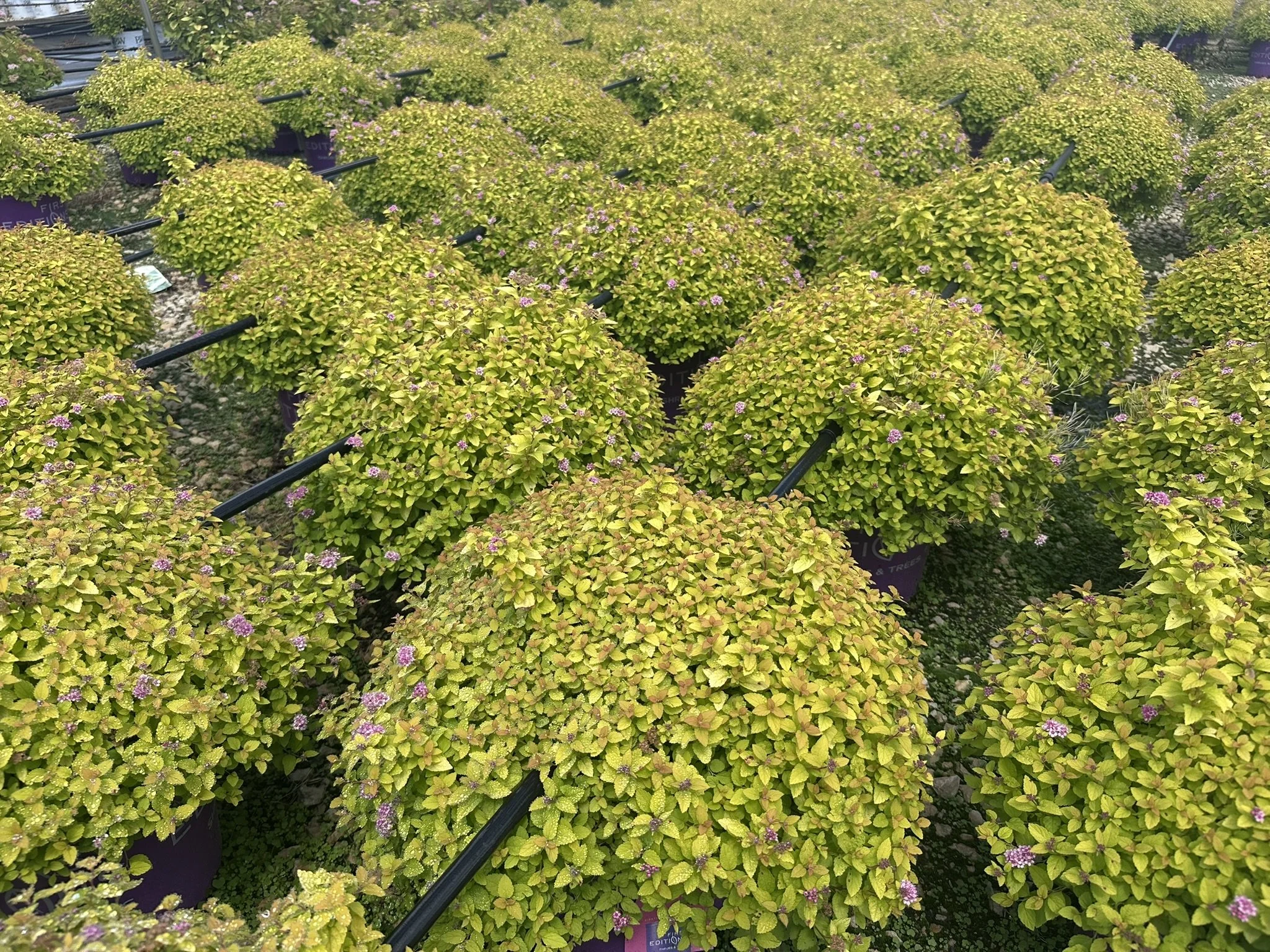 Spiraea Sundrop™ 'Bailcarol'