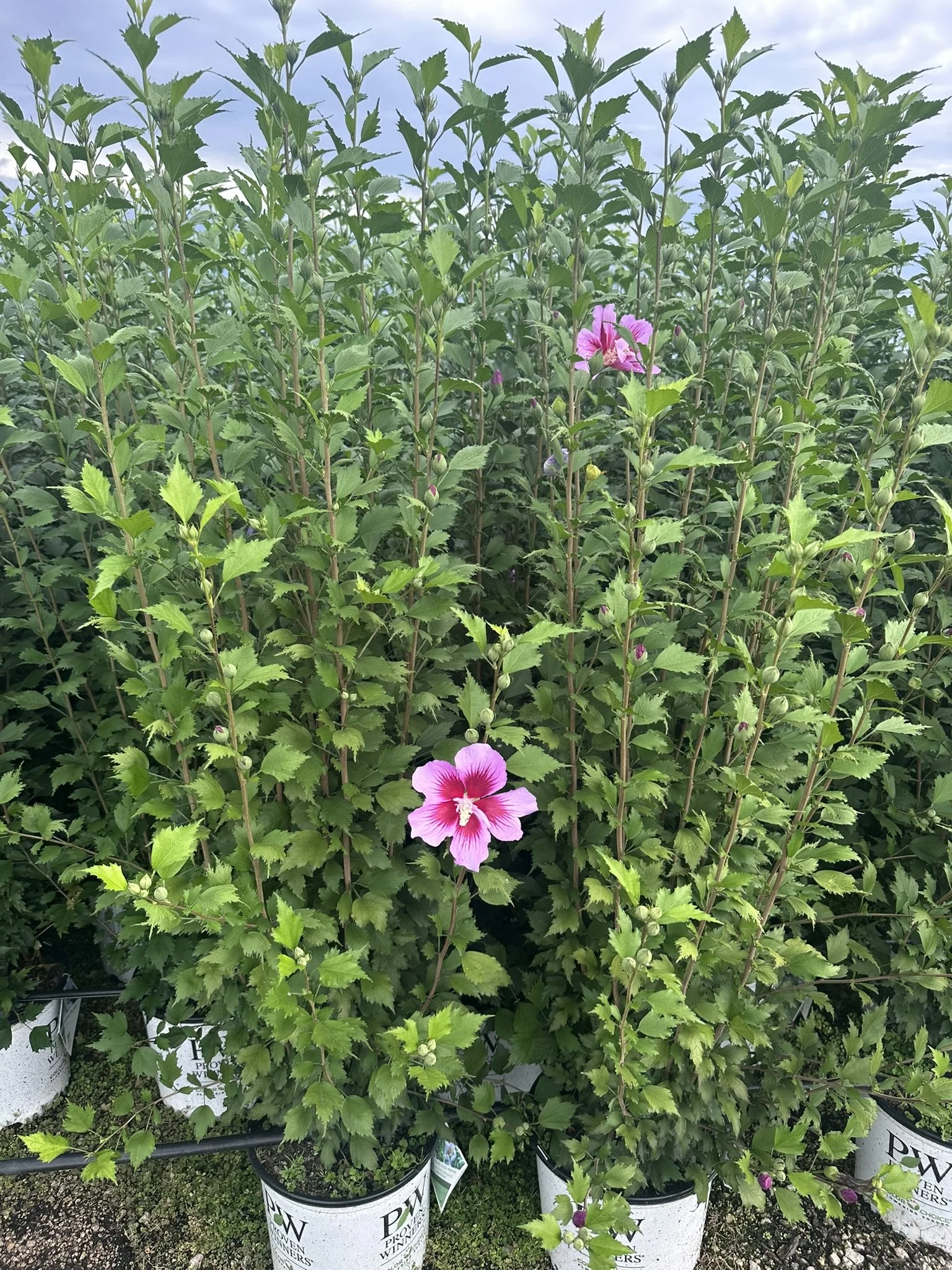 Hibiscus syriacus Purple Pillar® 'Gandini Santiago' PP25568