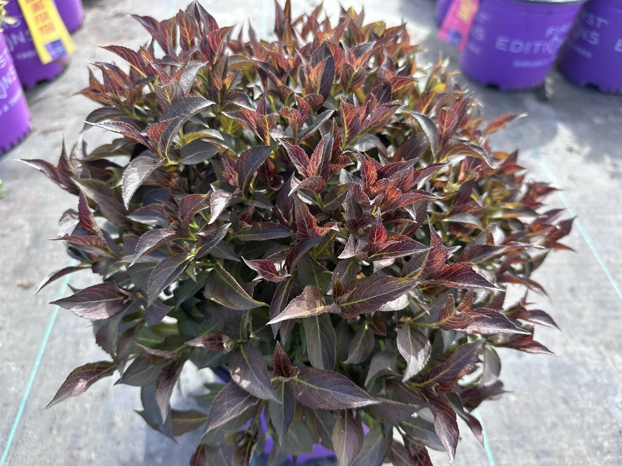 Weigela florida Shining Sensation™ 'Bokrashine'