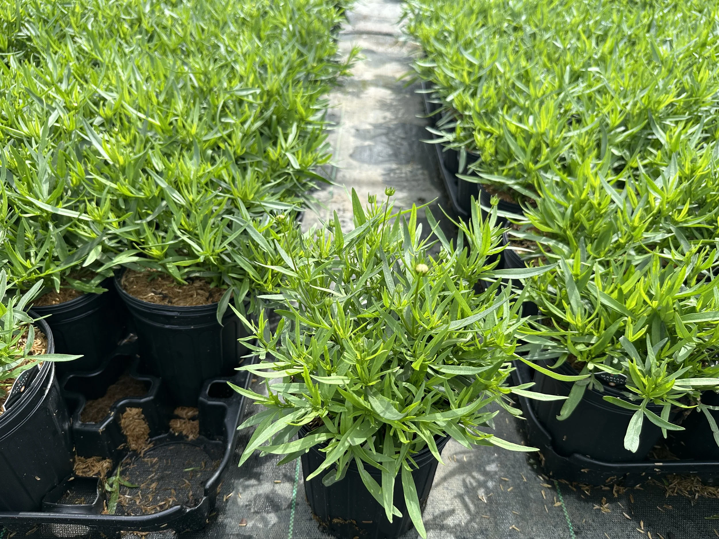 Coreopsis Li'l Bang™ 'Daybreak' PP27138