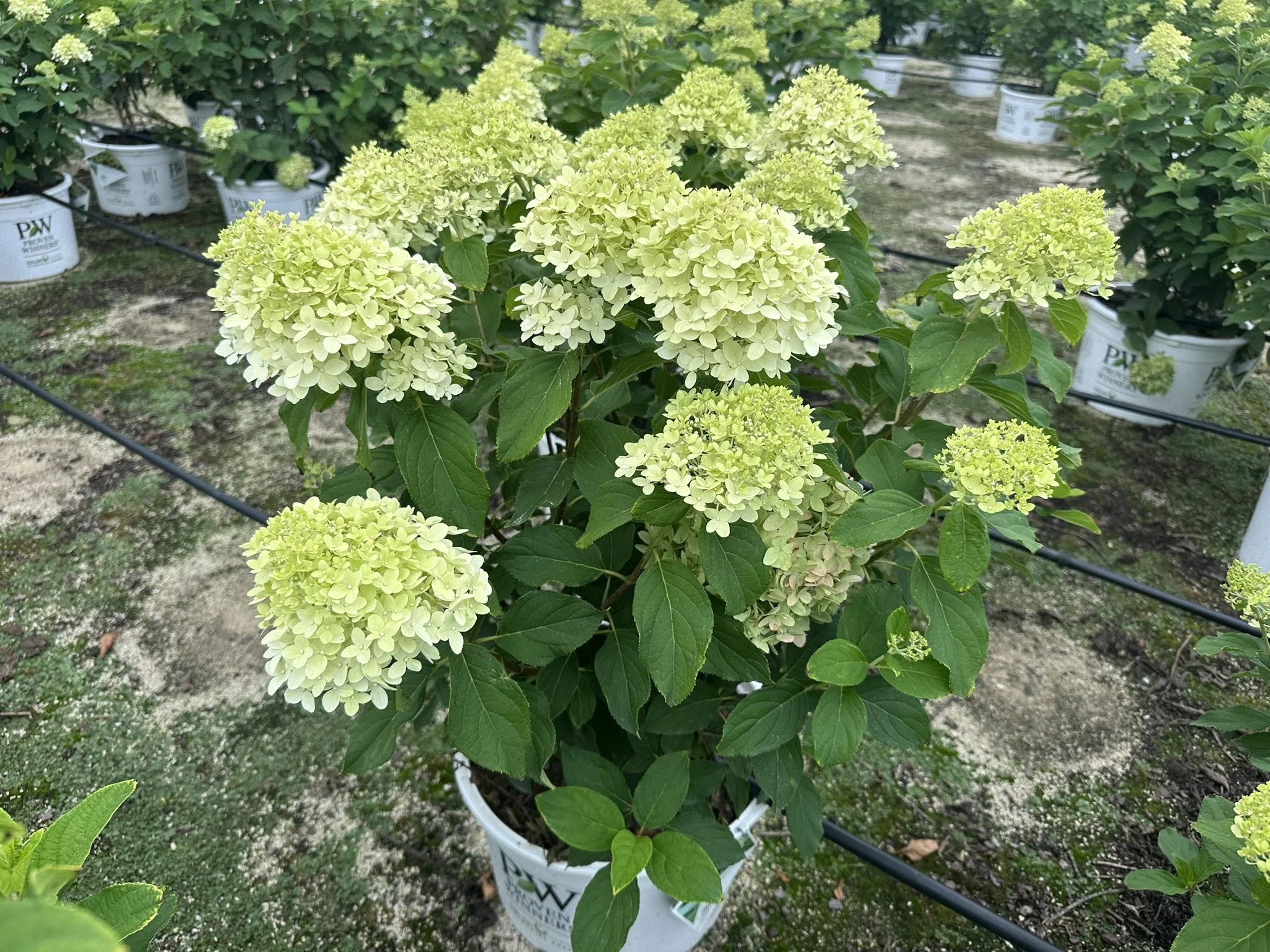 Hydrangea paniculata 'Limelight' PP12874