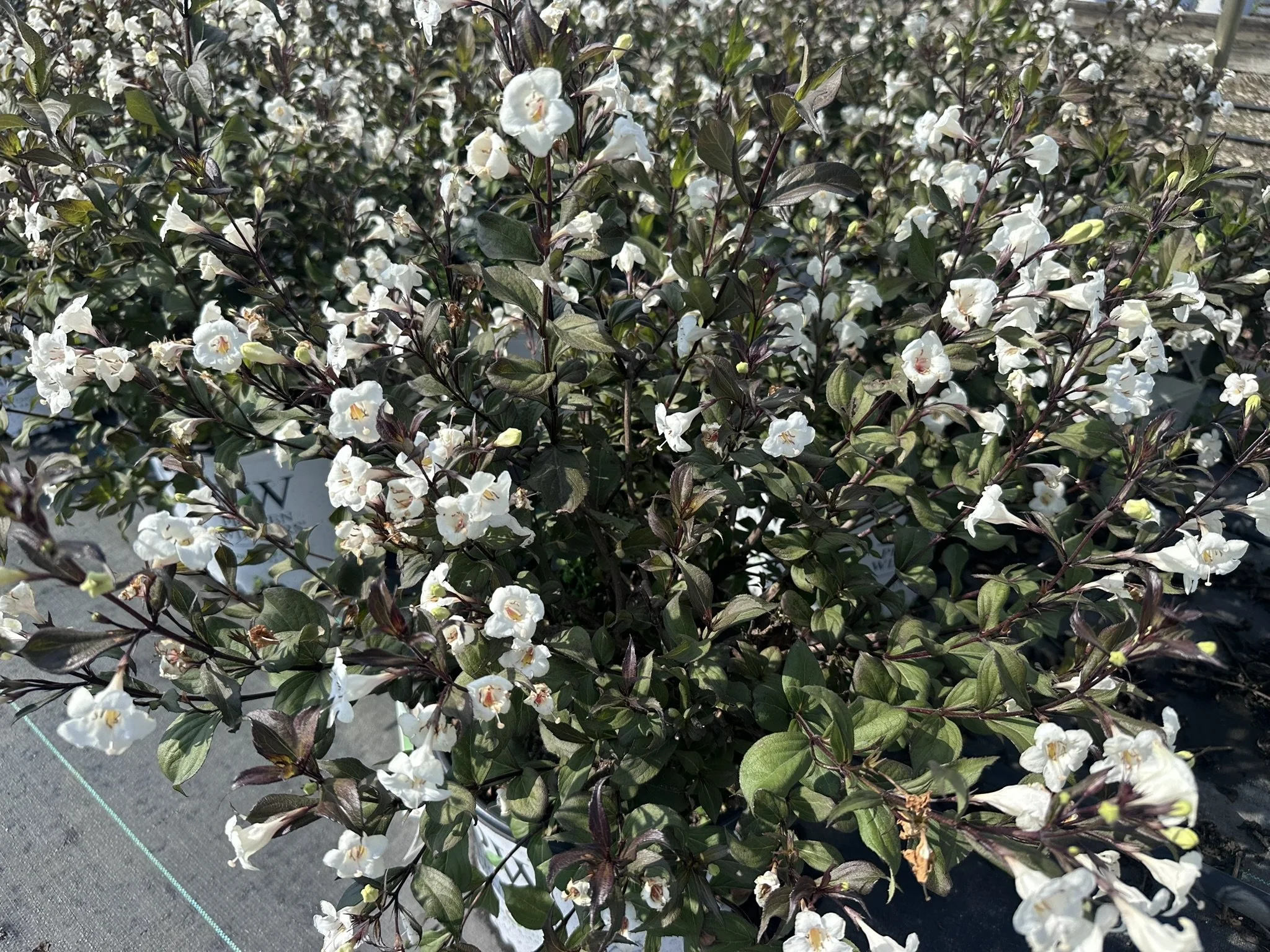 Weigela florida Wine & Spirits® 'SMNWFGC' PP34358