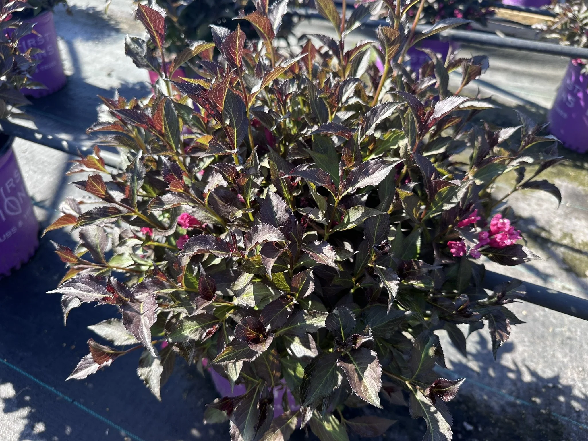 Weigela florida Shining Sensation™ 'Bokrashine'