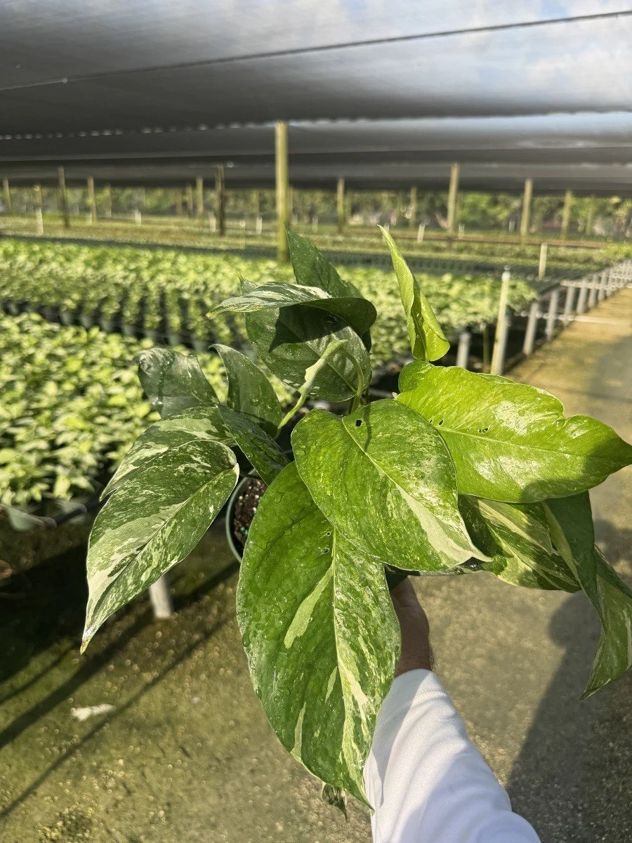 Epipremnum Pinnatum Albo