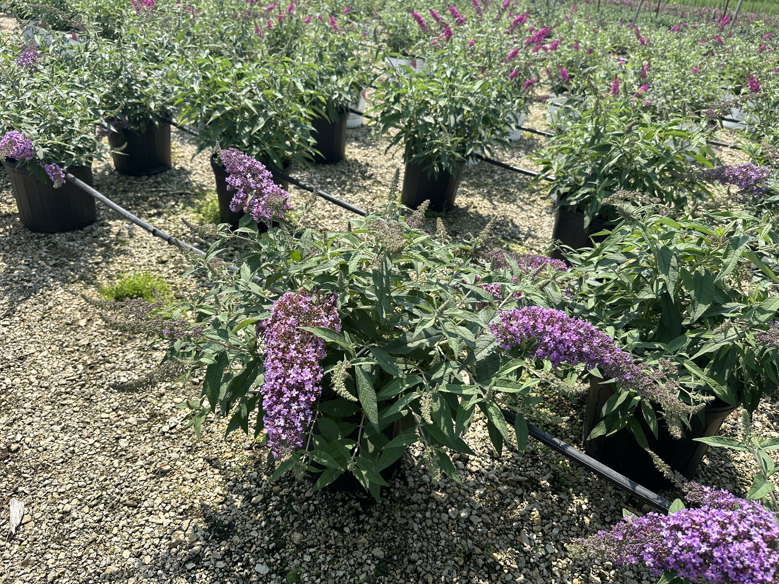 Buddleia 'Violet Cascade' PP34298