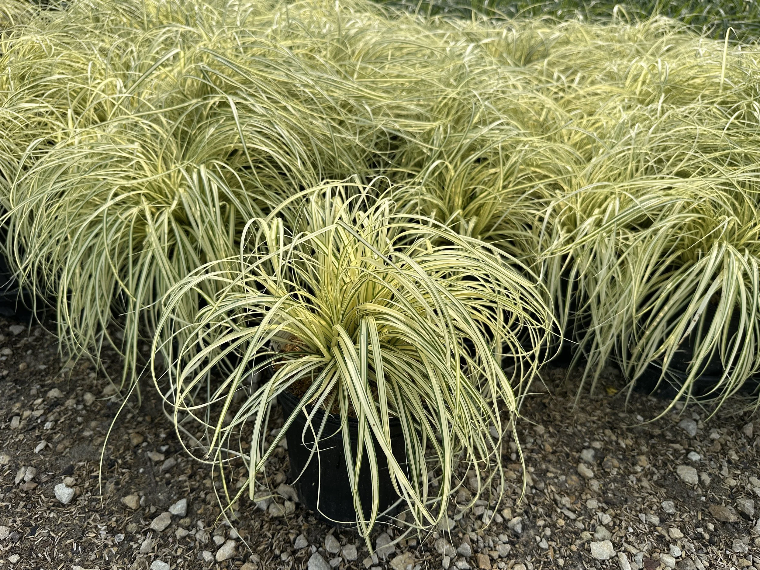 Carex hachijoensis 'Evergold'
