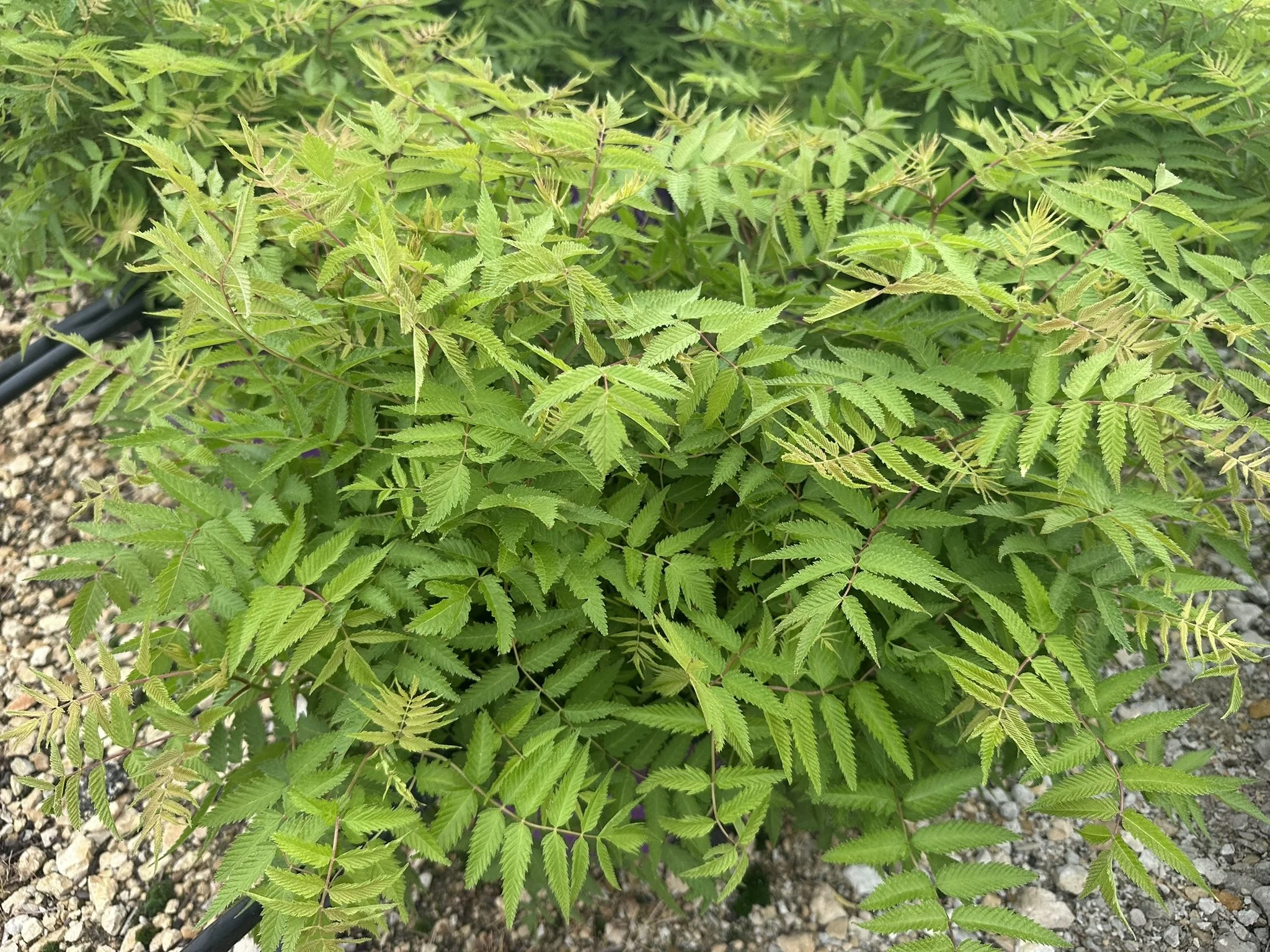Sorbaria sorbifolia Matcha Ball® 'Levgreen' PP31202