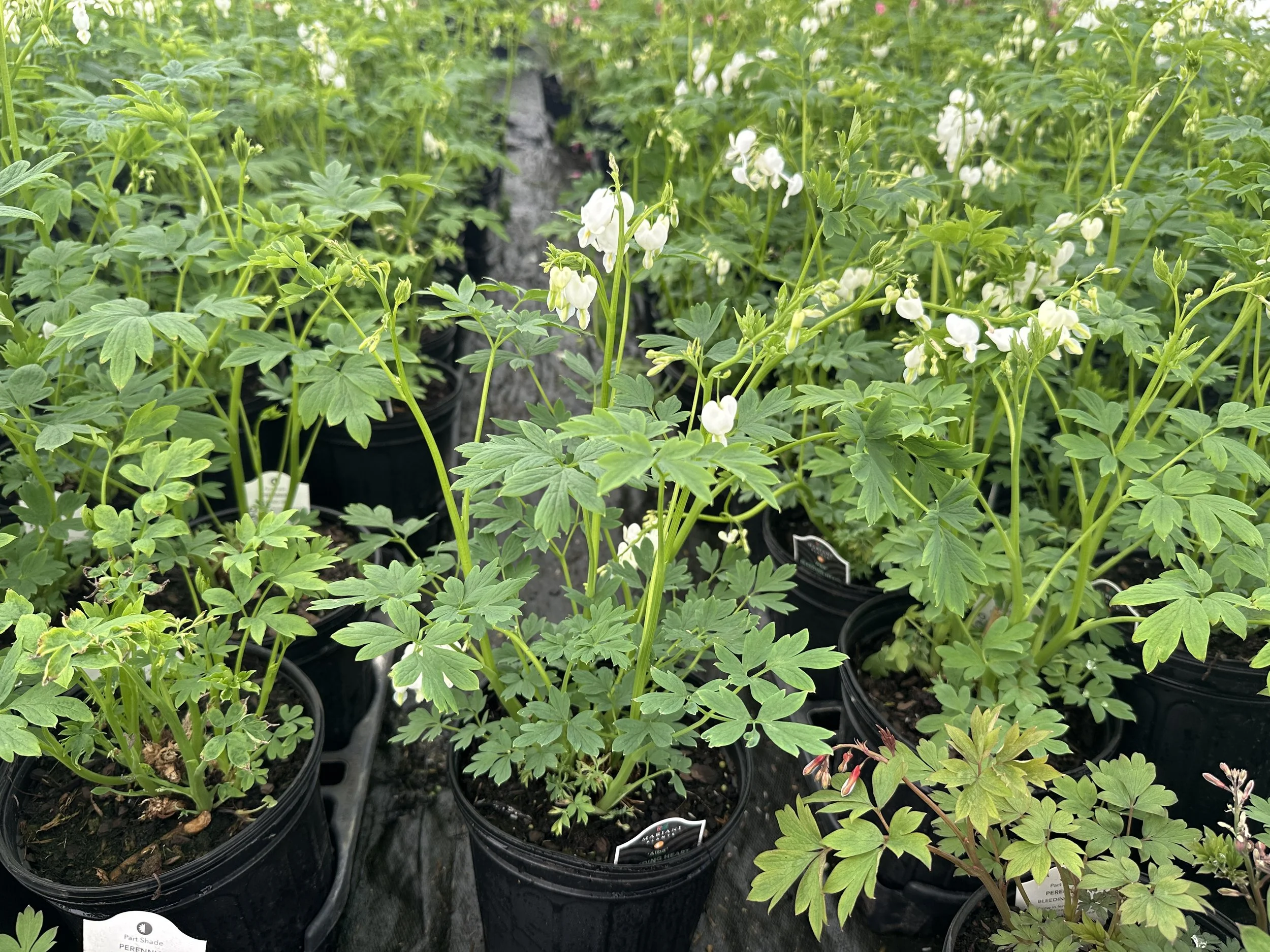 Dicentra spectabilis 'Alba'