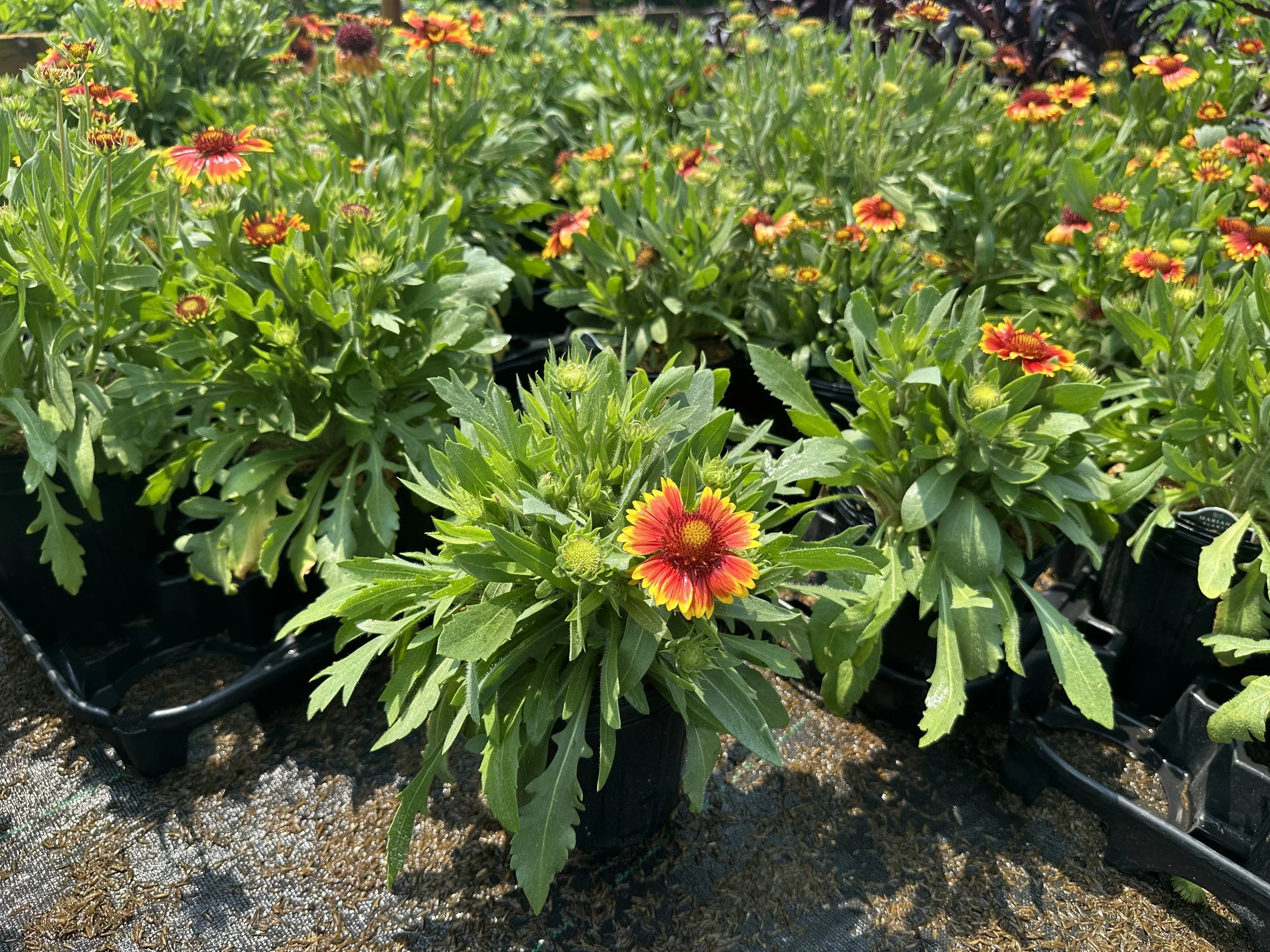 Gaillardia aristata 'Arizona Sun'