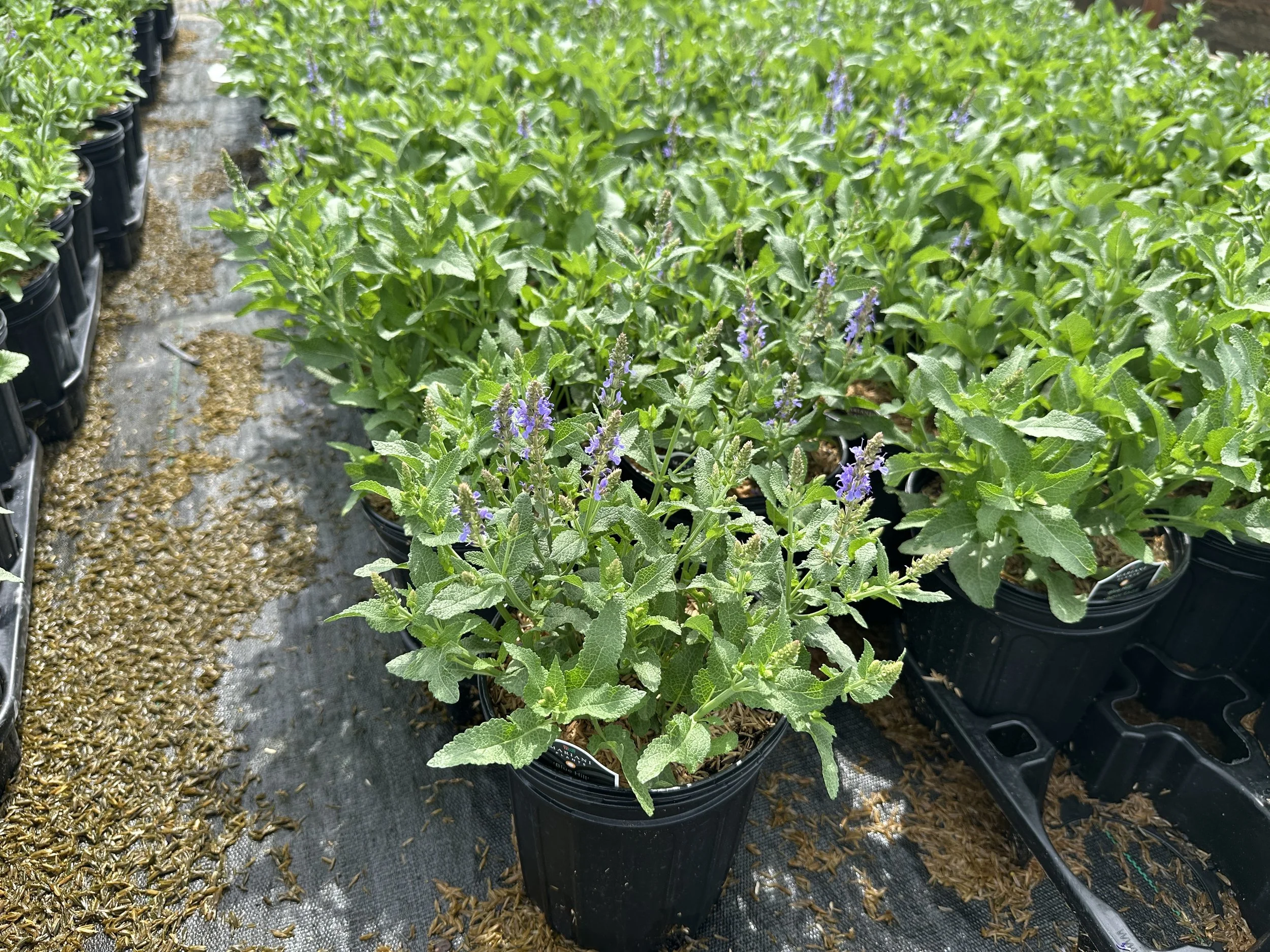 Salvia Blue Hills.JPG