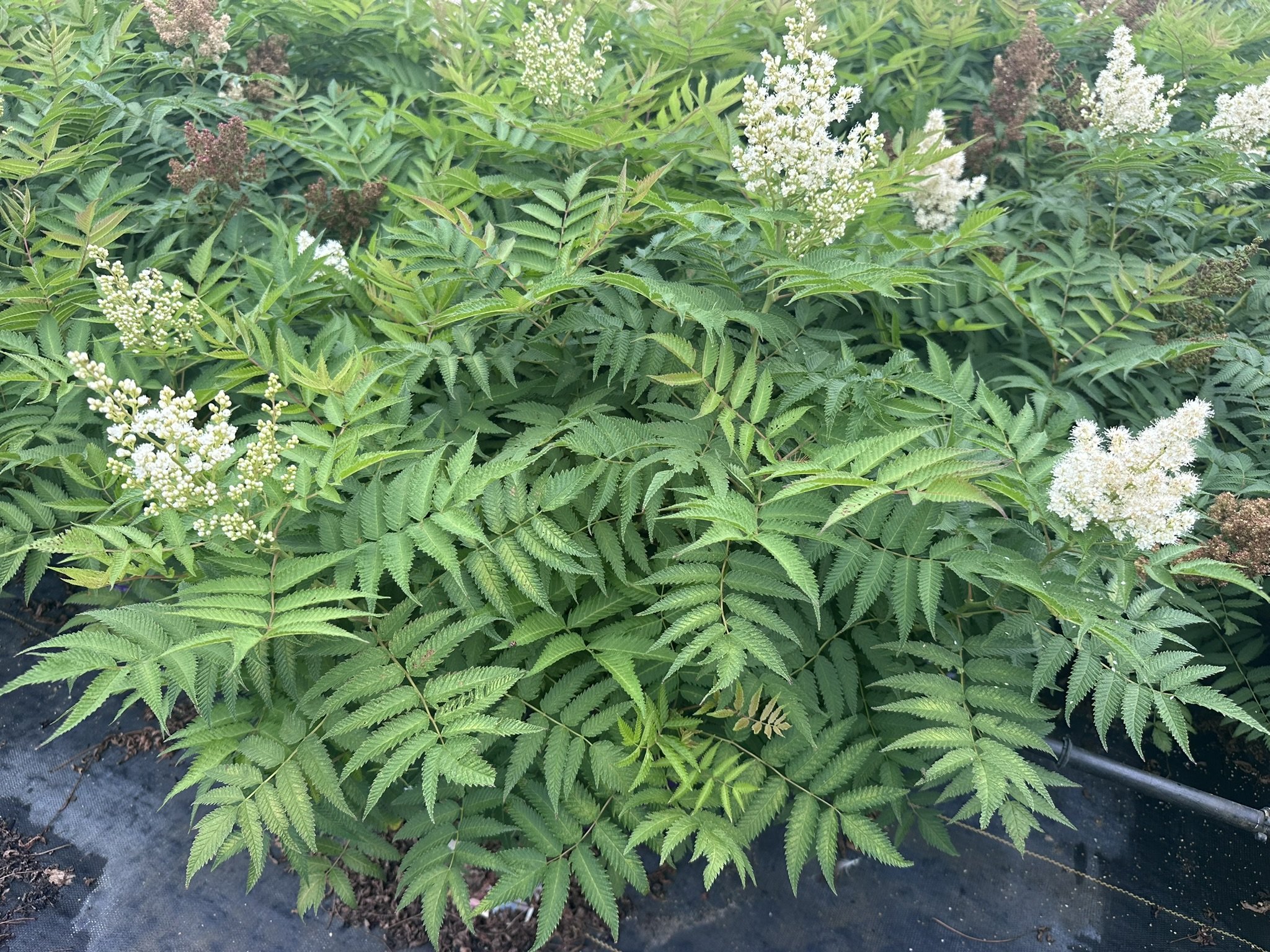 Sorbaria sorbifolia Matcha Ball® 'Levgreen' PP31202