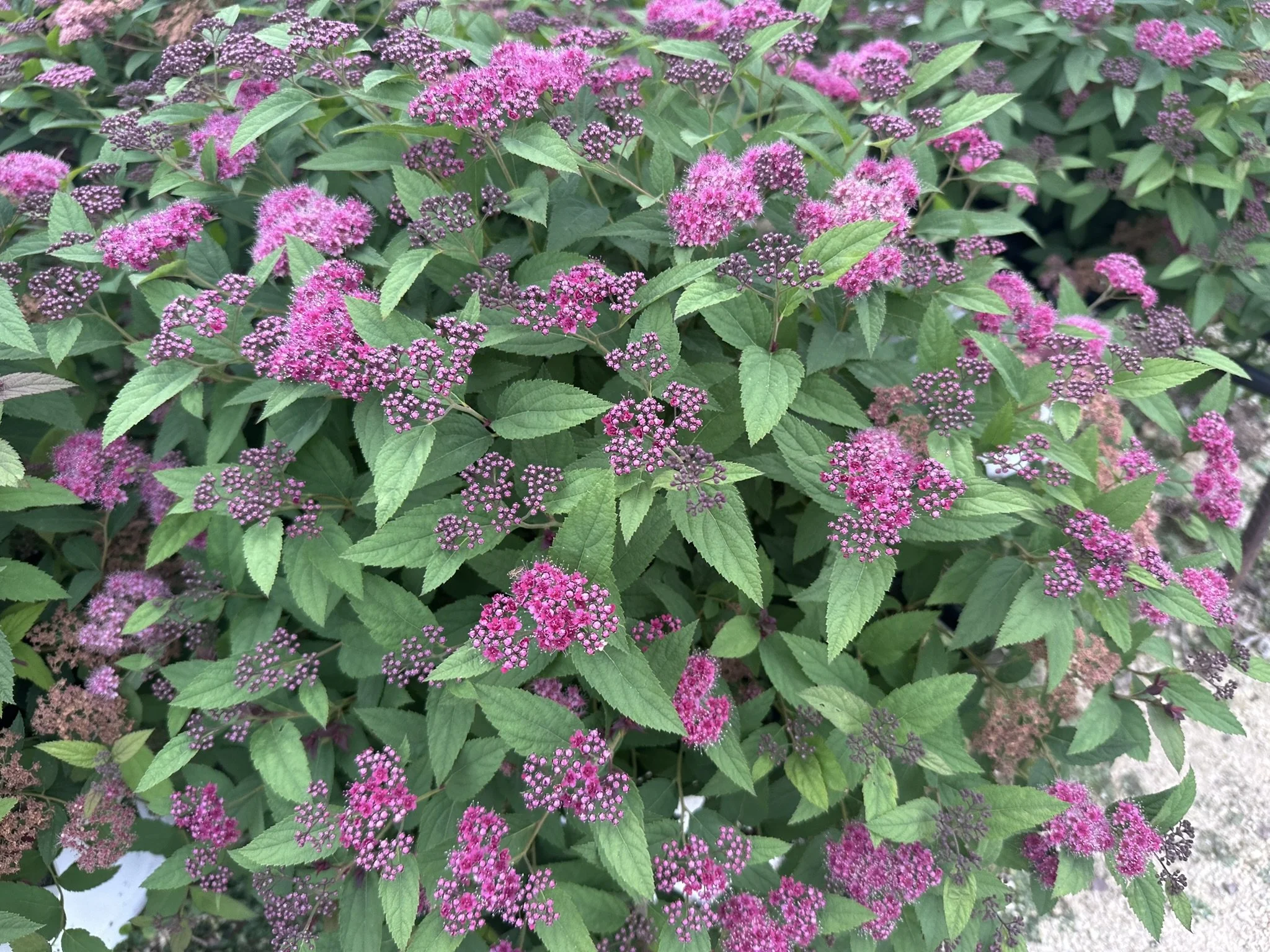 Spiraea japonica Double Play® Red 'SMNSJMFR' PP26993