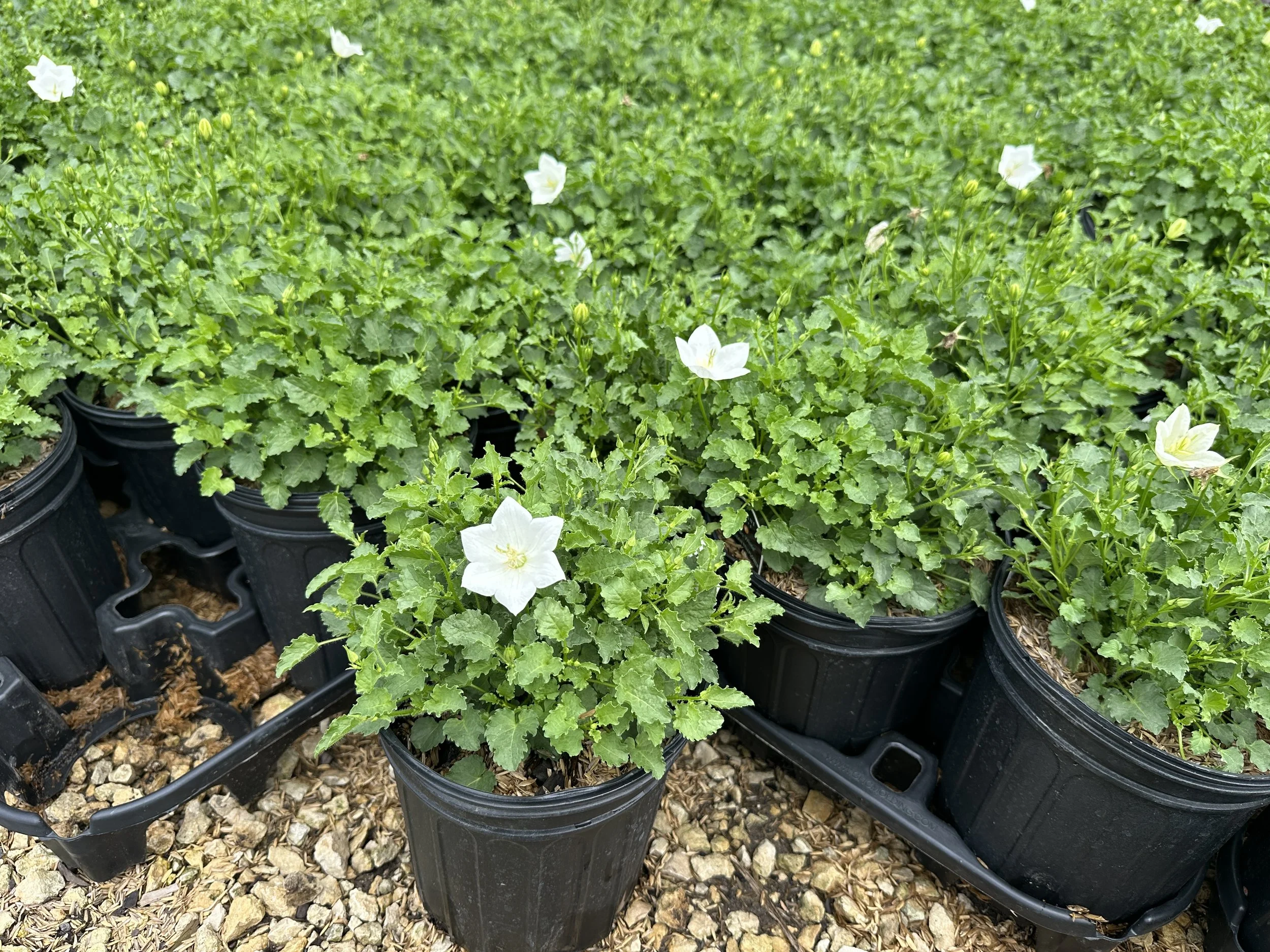 Campanula carpatica 'Rapido White'