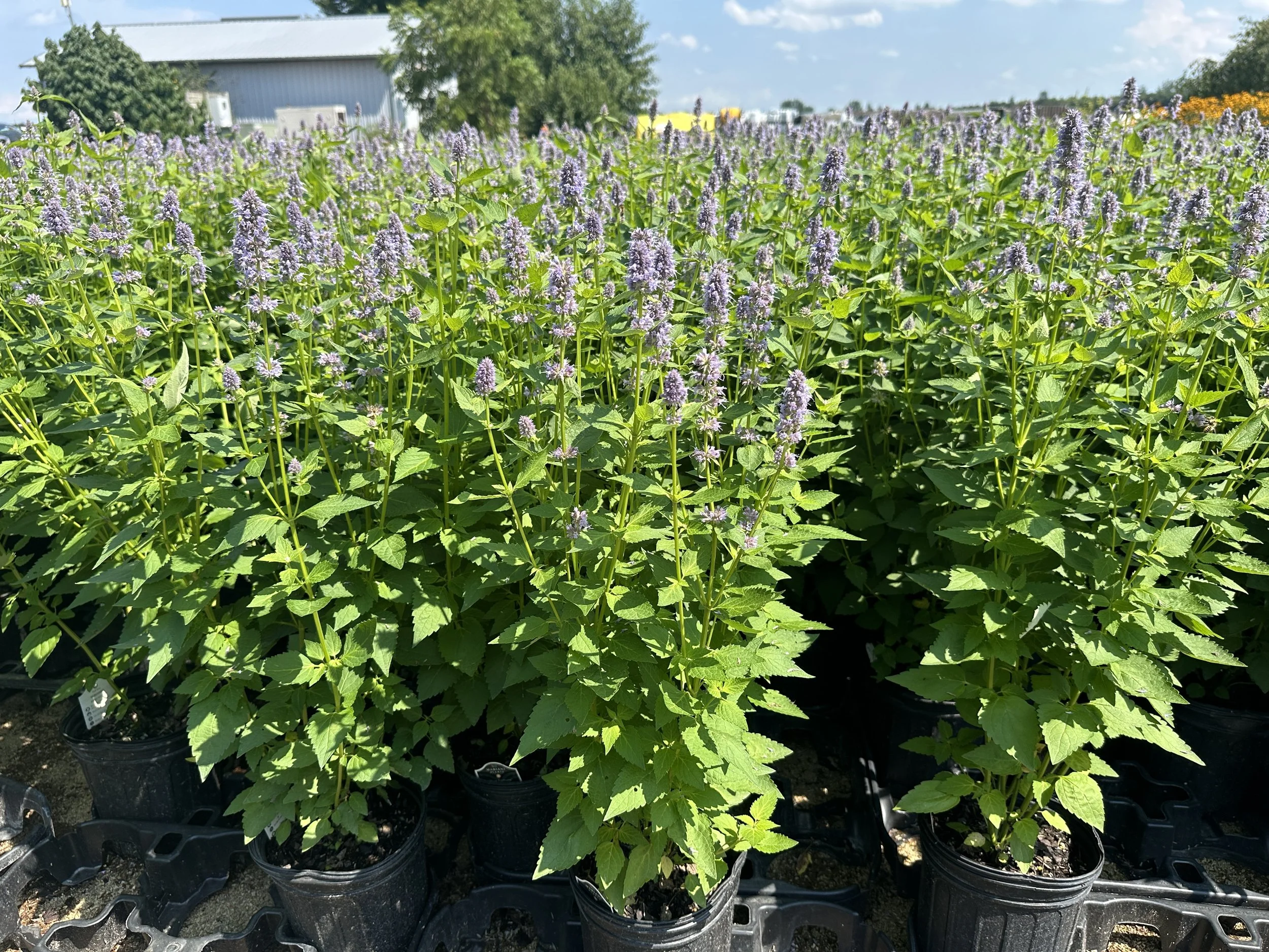 Agastache 'Blue Fortune'
